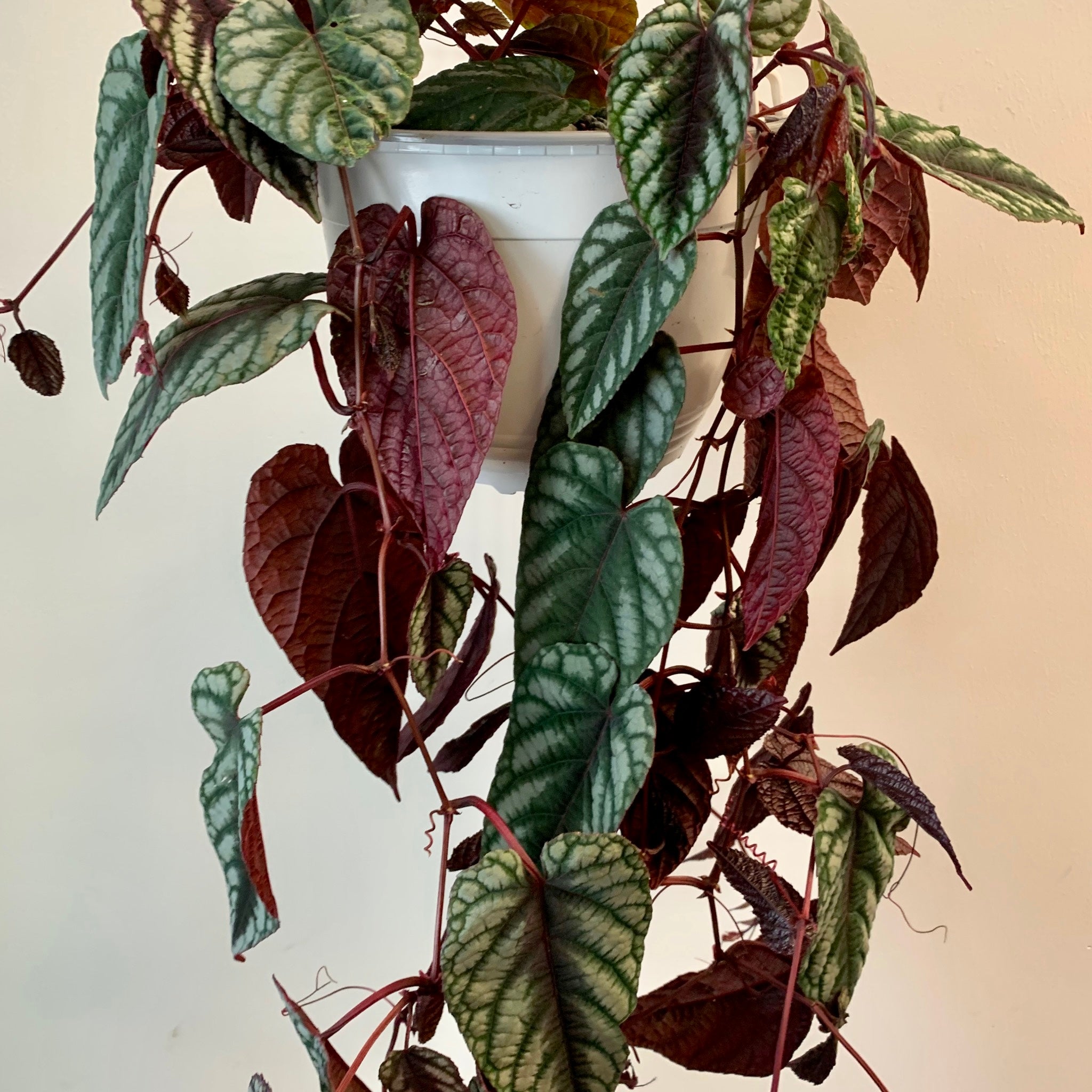 Rex Begonia vine  (Cissus Discolour) 8” hanging basket