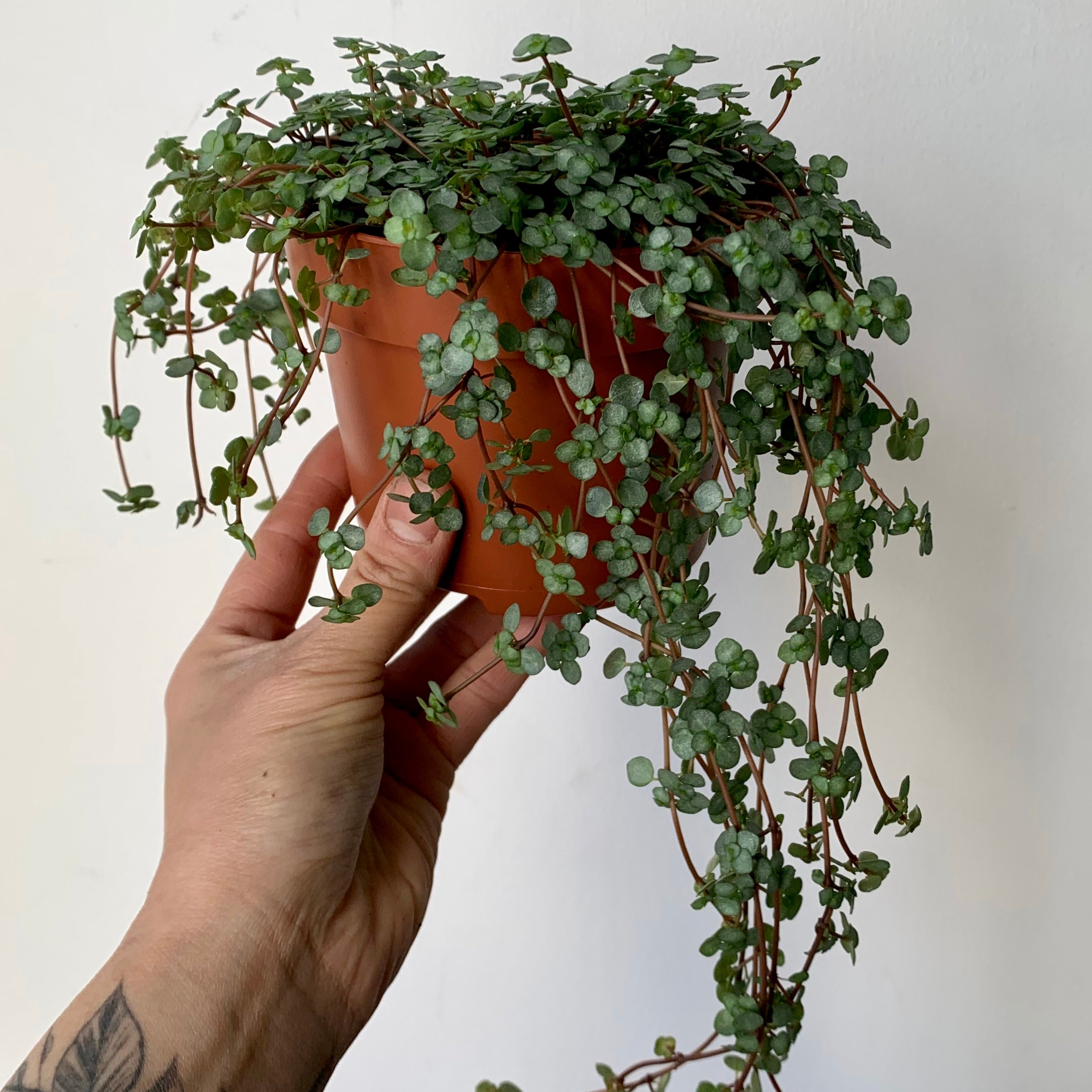 Pilea Aquamarine 5”pot