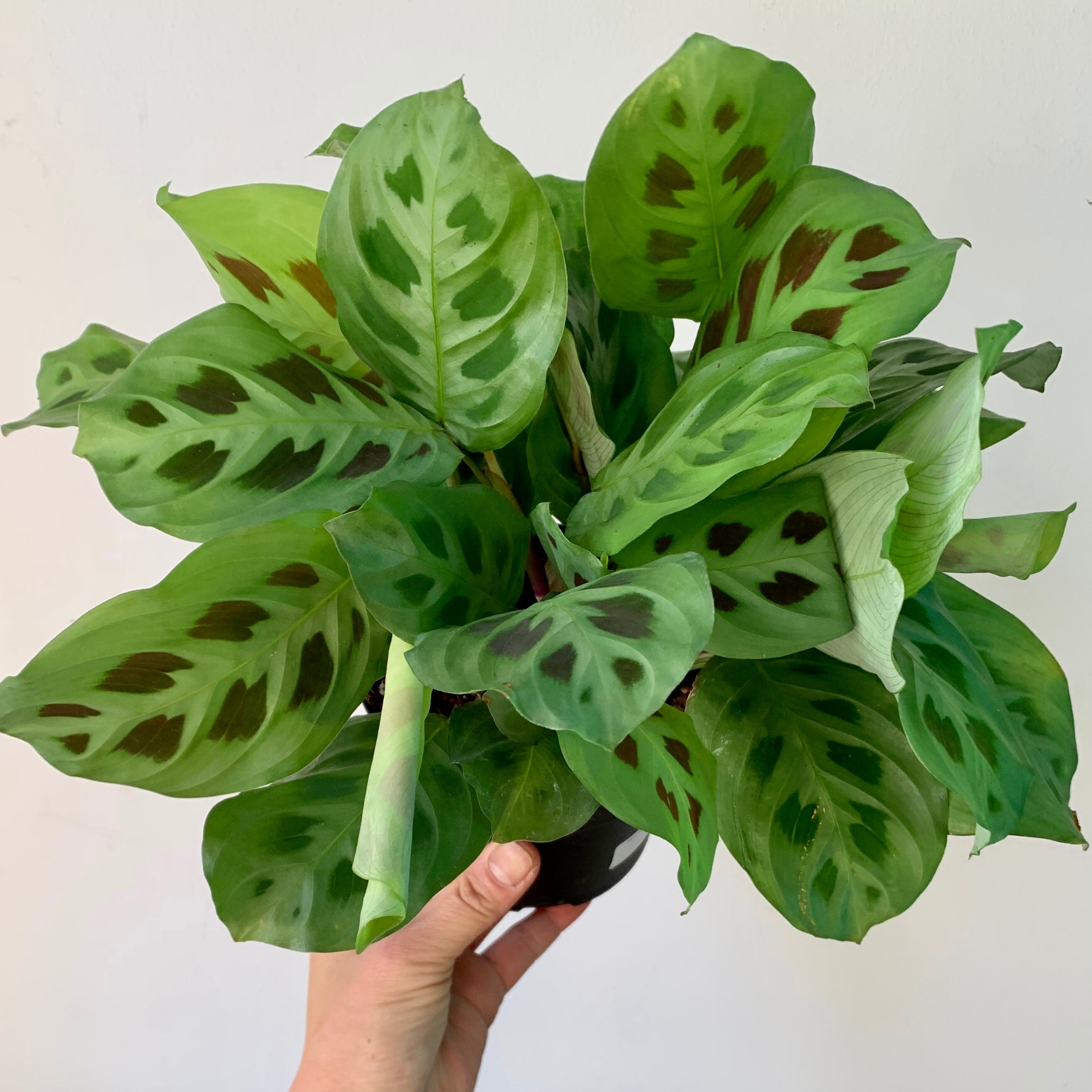 Rabbit’s Foot Prayer Plant (Maranta leuconeura kerchoveana)5”pot