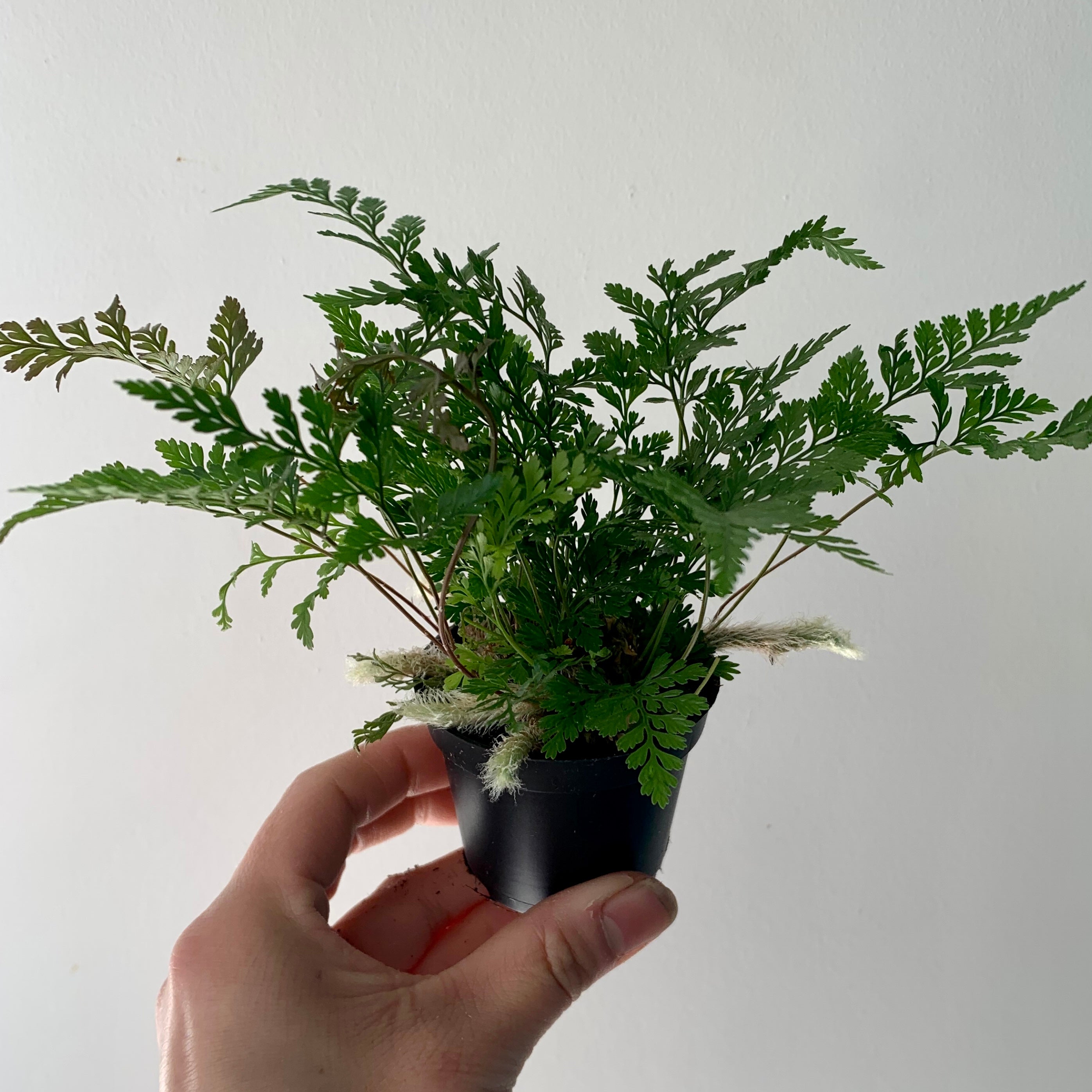 Rabbit Foot Fern (Davallia fejeensis) 2.75”pot