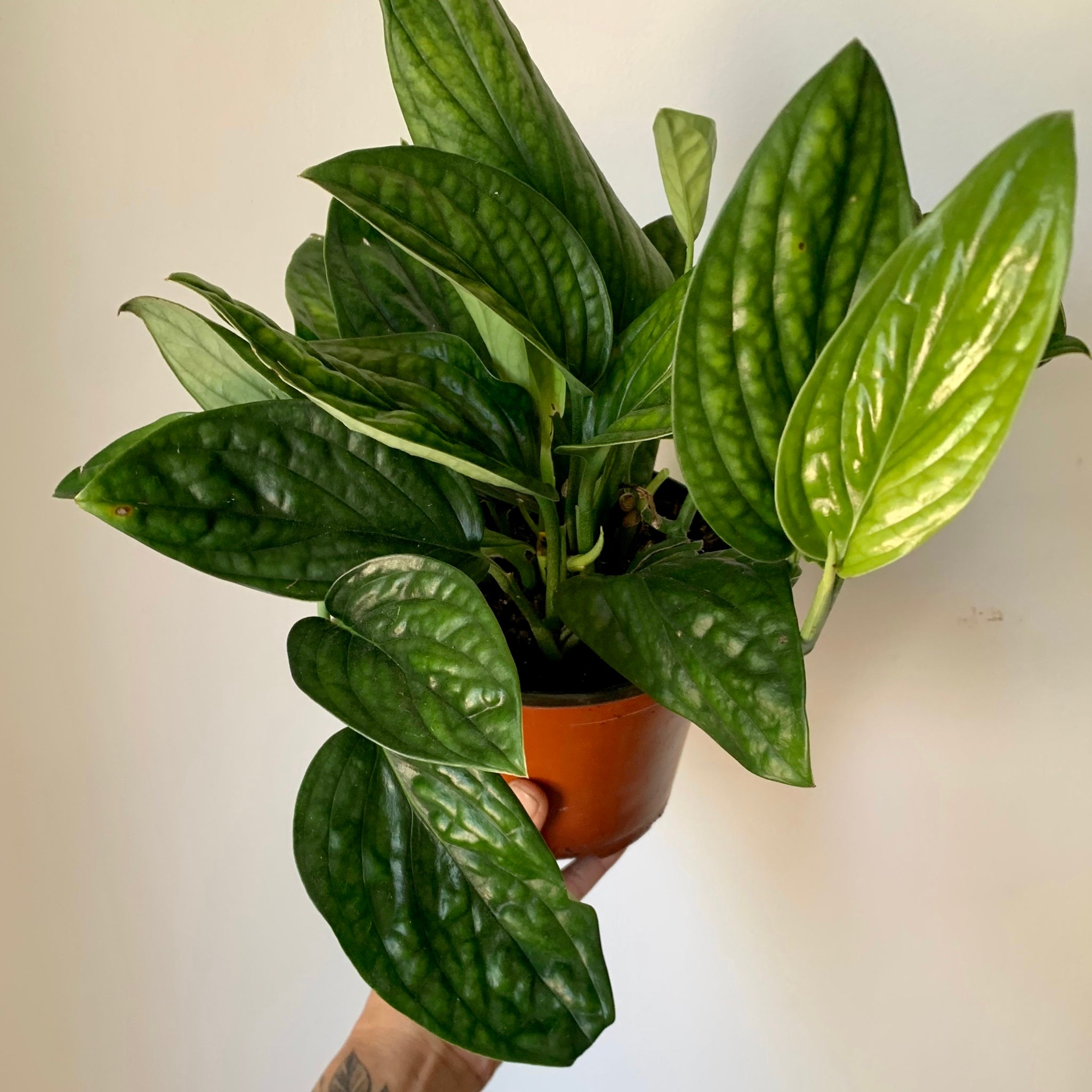 Monstera Peru ( Karstenianum)6” pot