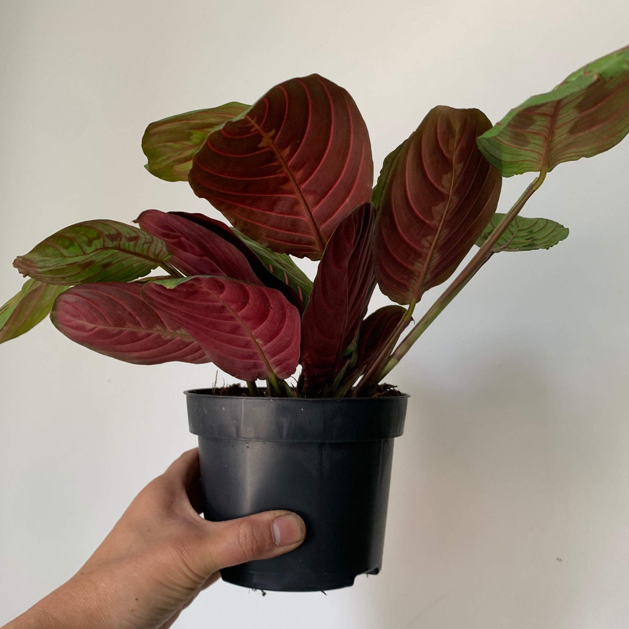 Red Prayer Plant (Maranta Leuconeura) 5” pot