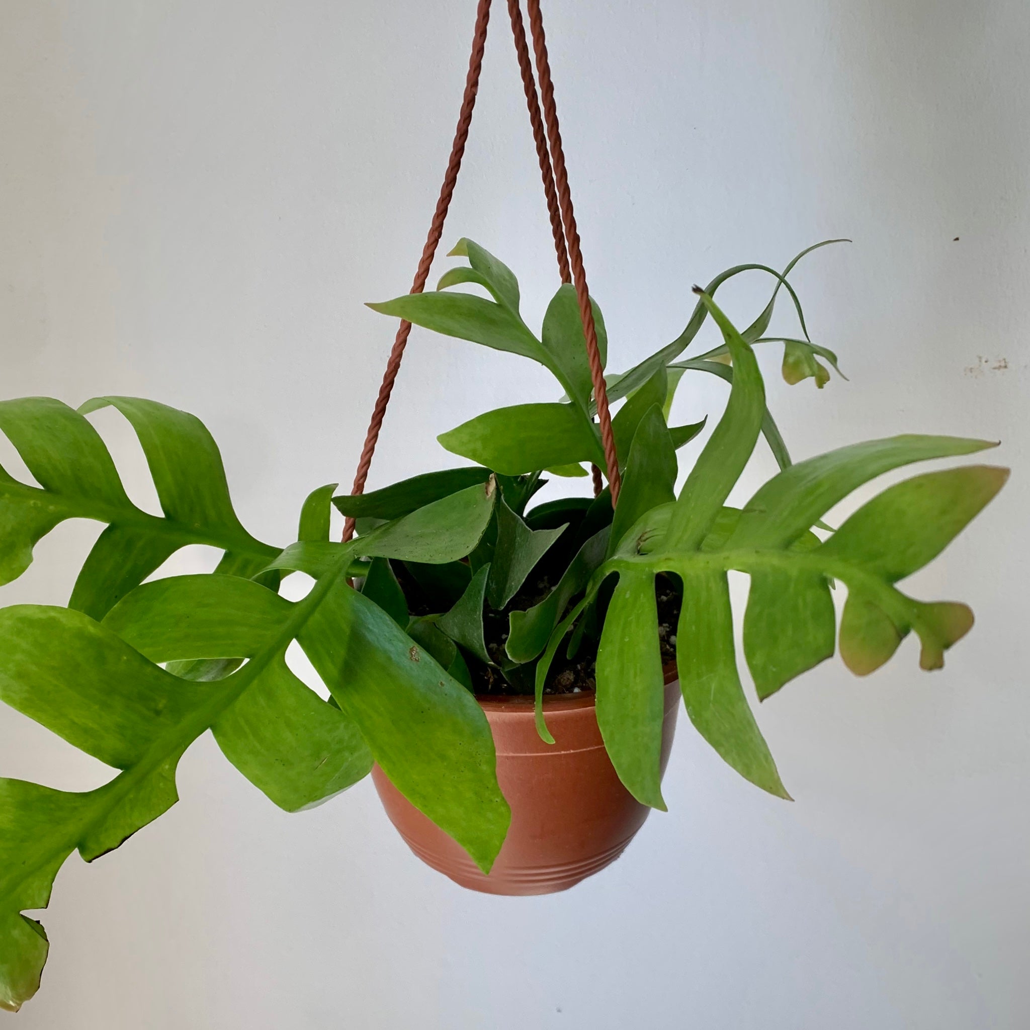 Fernleaf Cactus (Selenicereus chrysocardium )6” hanging basket