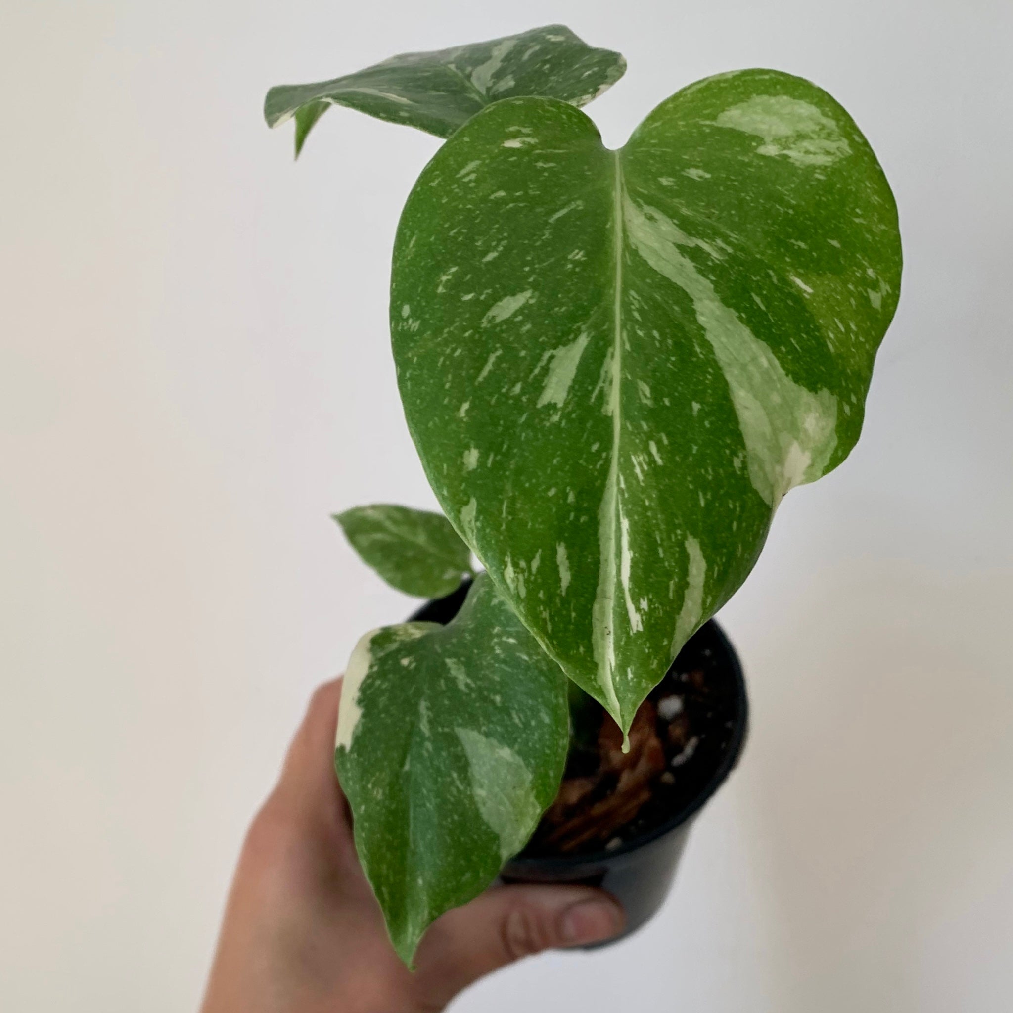 Monstera “Thai Constellation” 3.5" pot