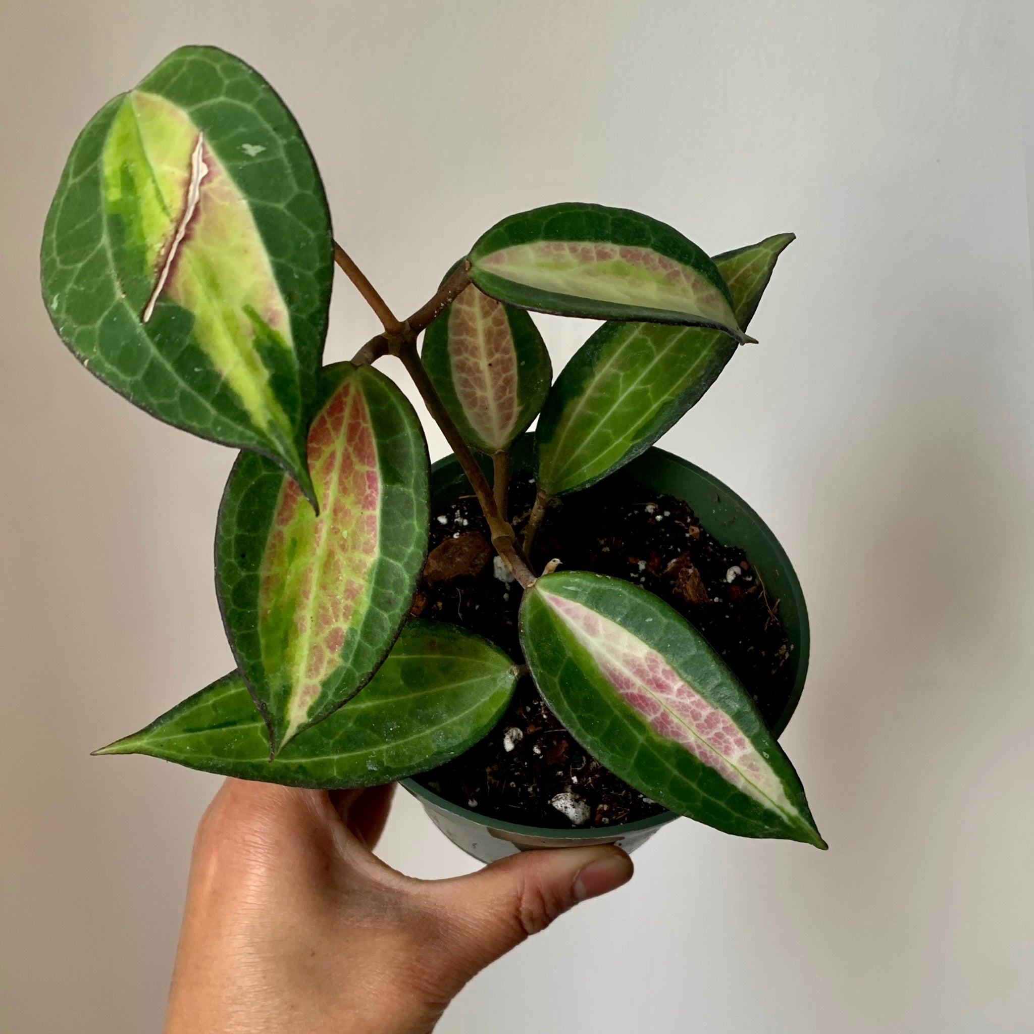 Hoya Latifolia “Pot of Gold” 4”pot