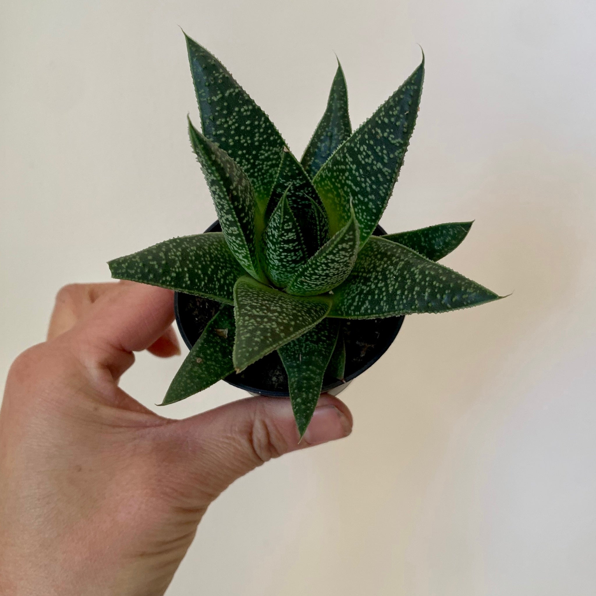 Gasteraloe “Flow” 2.5” pot