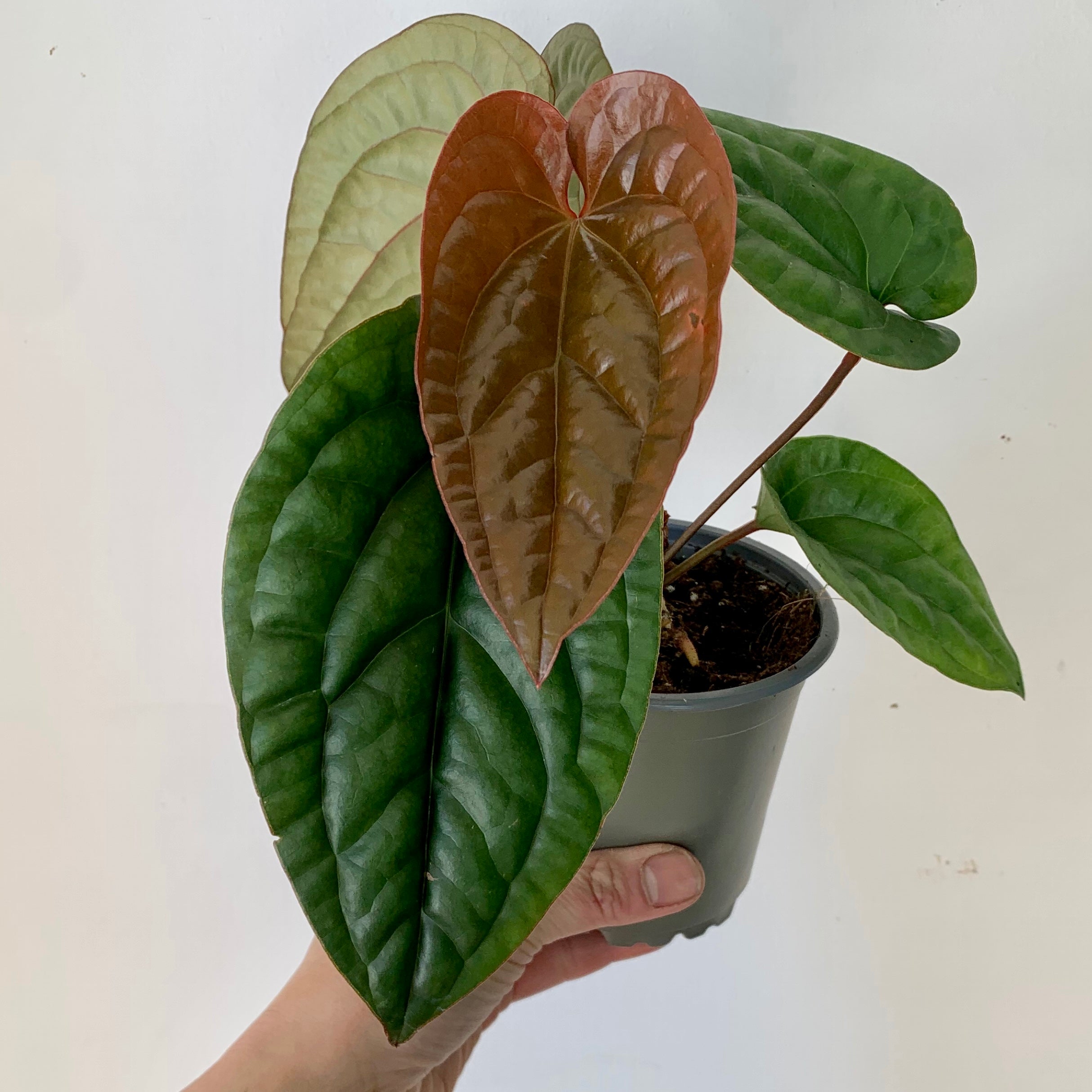 Anthurium Luxurians X Radicans (Hybrid) 4”pot