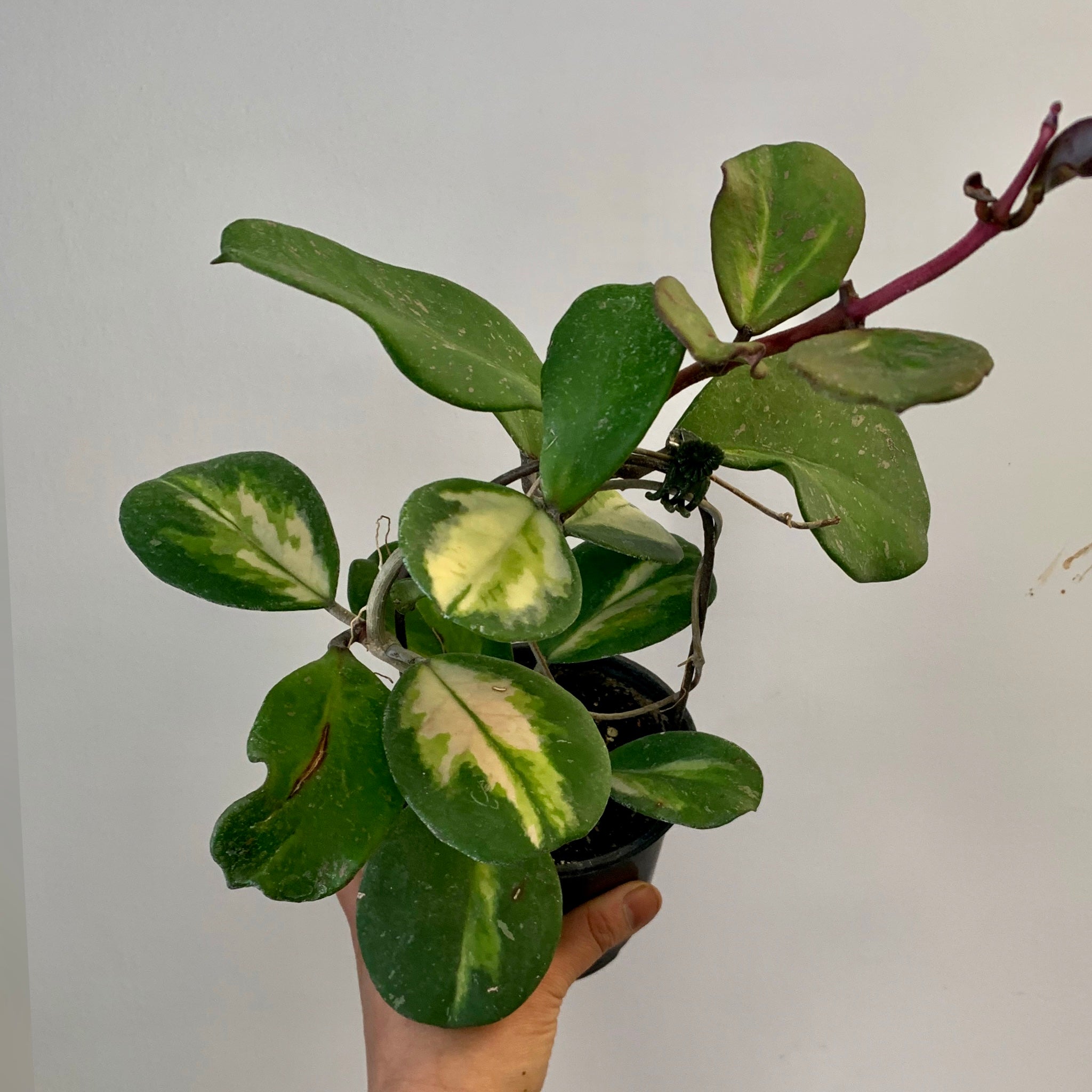 Variegated Hoya obovata “Splash” 4” pot