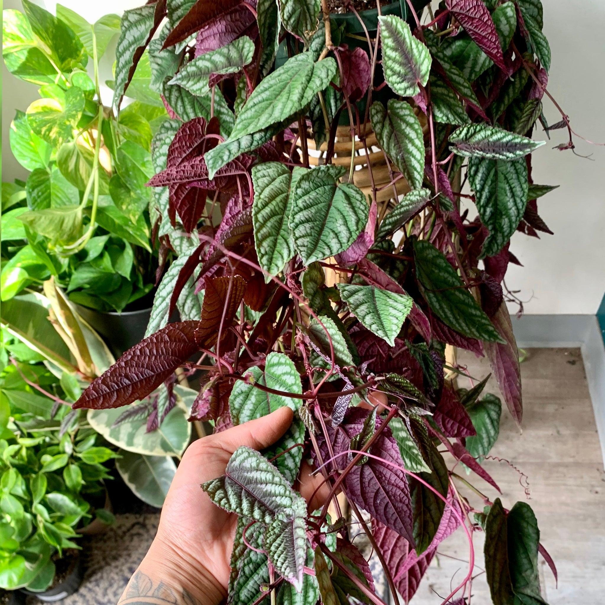 Rex Begonia vine  (Cissus Discolour) 8” hanging basket