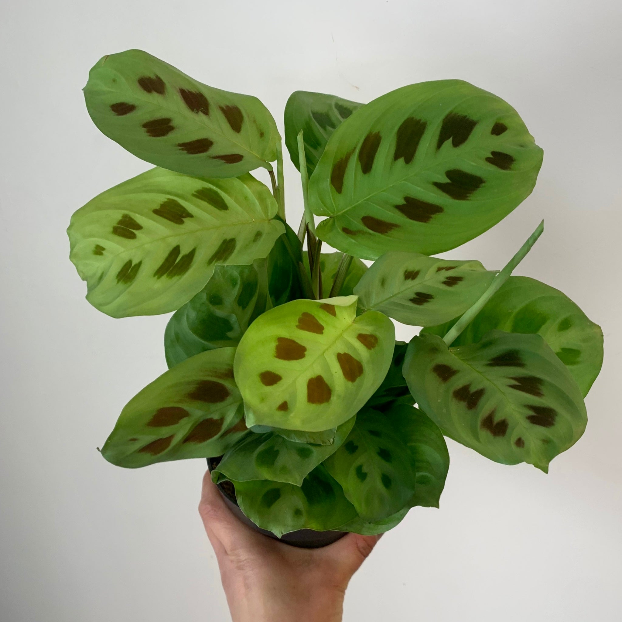 Rabbit’s Foot Prayer Plant (Maranta leuconeura kerchoveana)5”pot