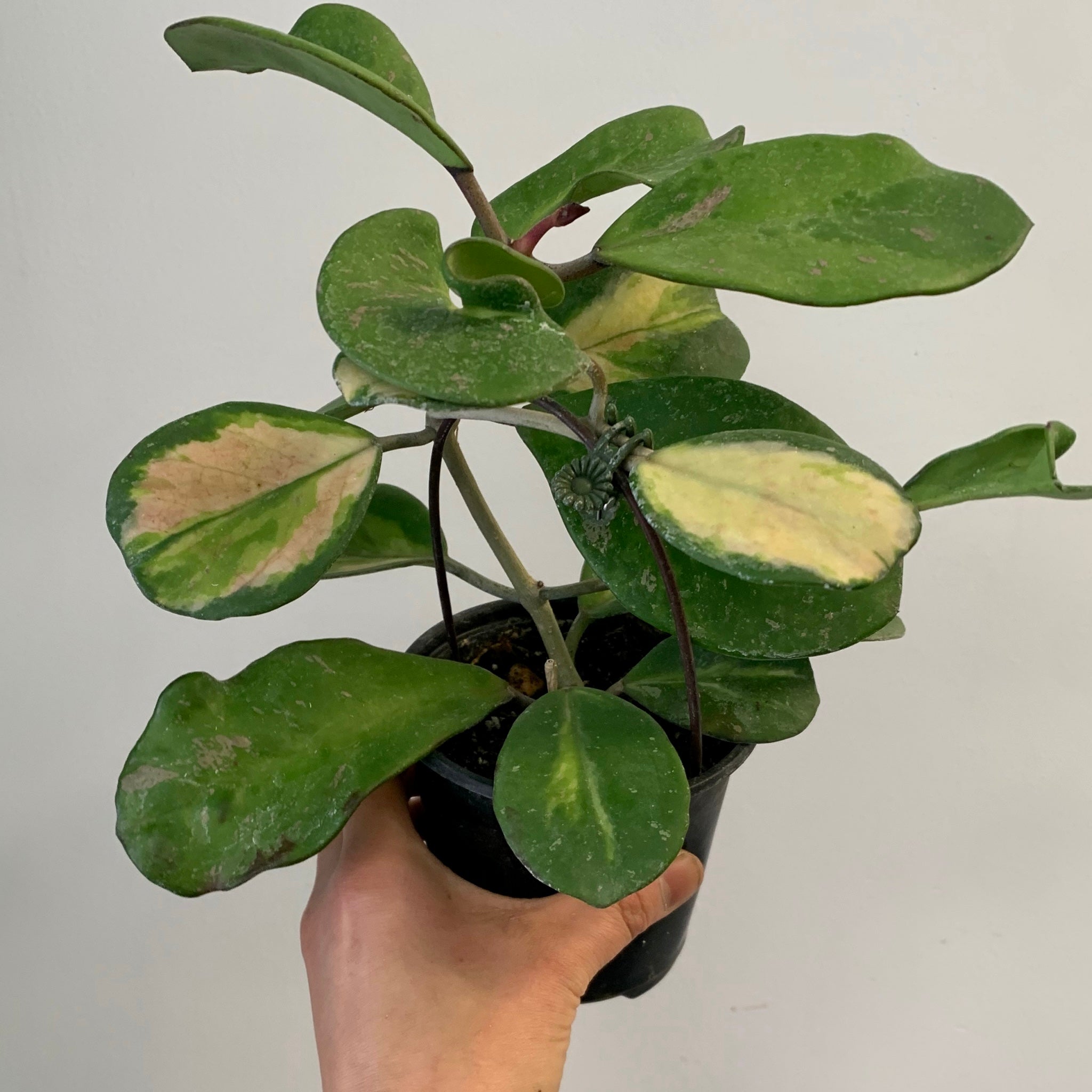 Variegated Hoya obovata “Splash” 4” pot