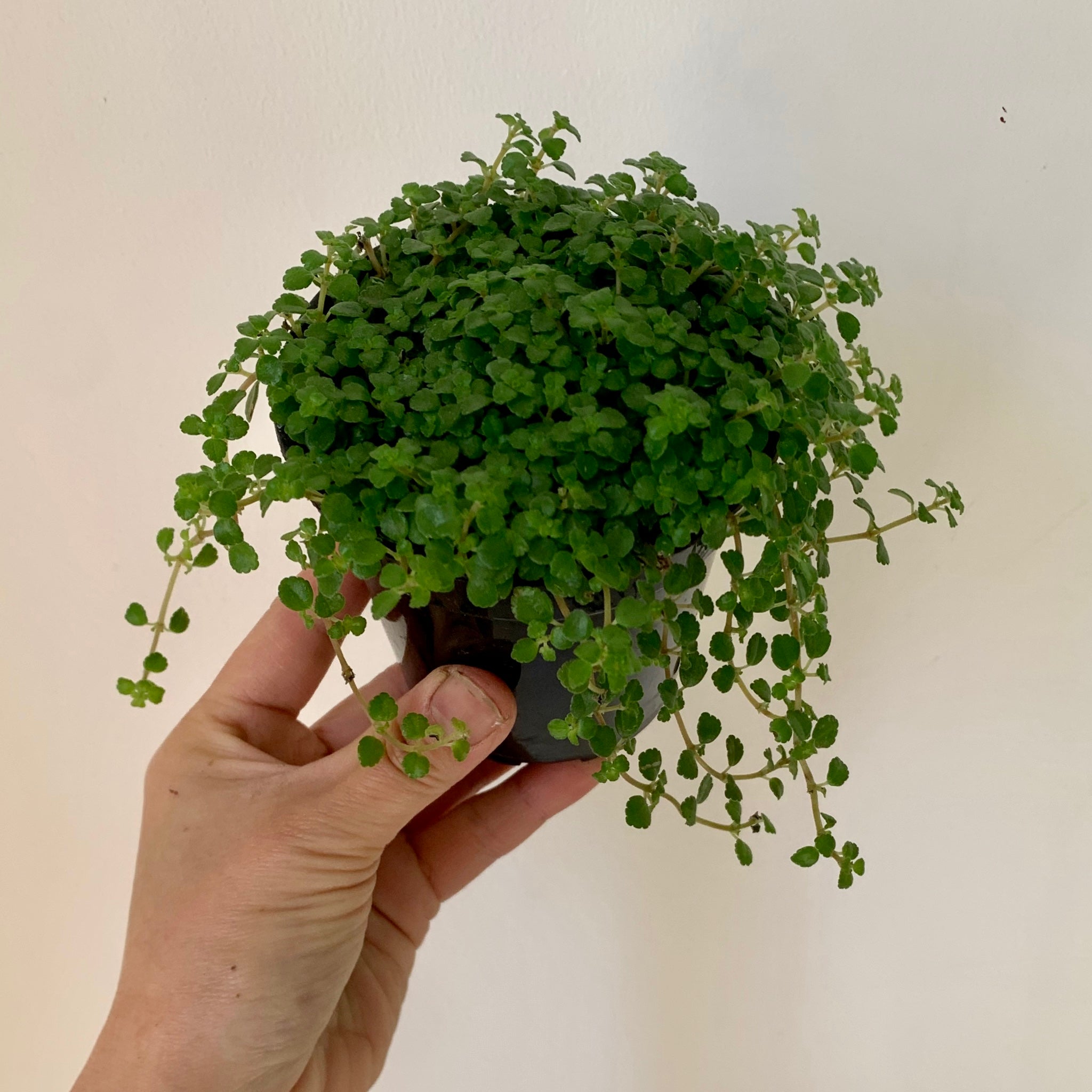 Pilea depressa  3.5” pot