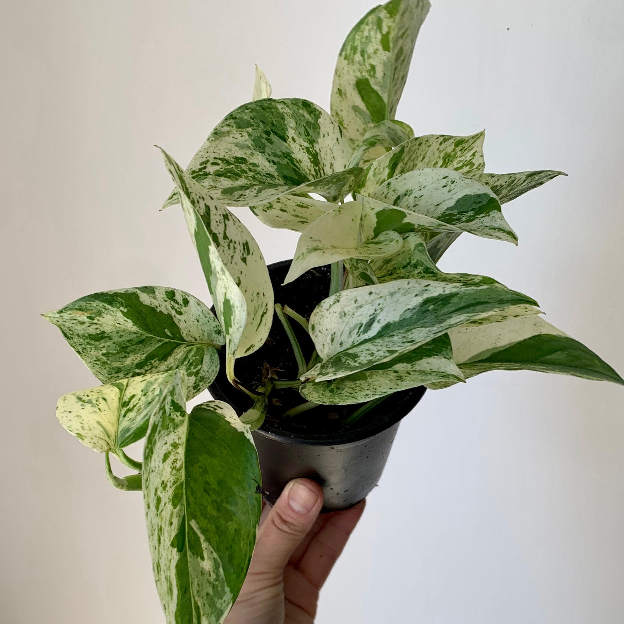 Marble Queen Pothos 4” pot