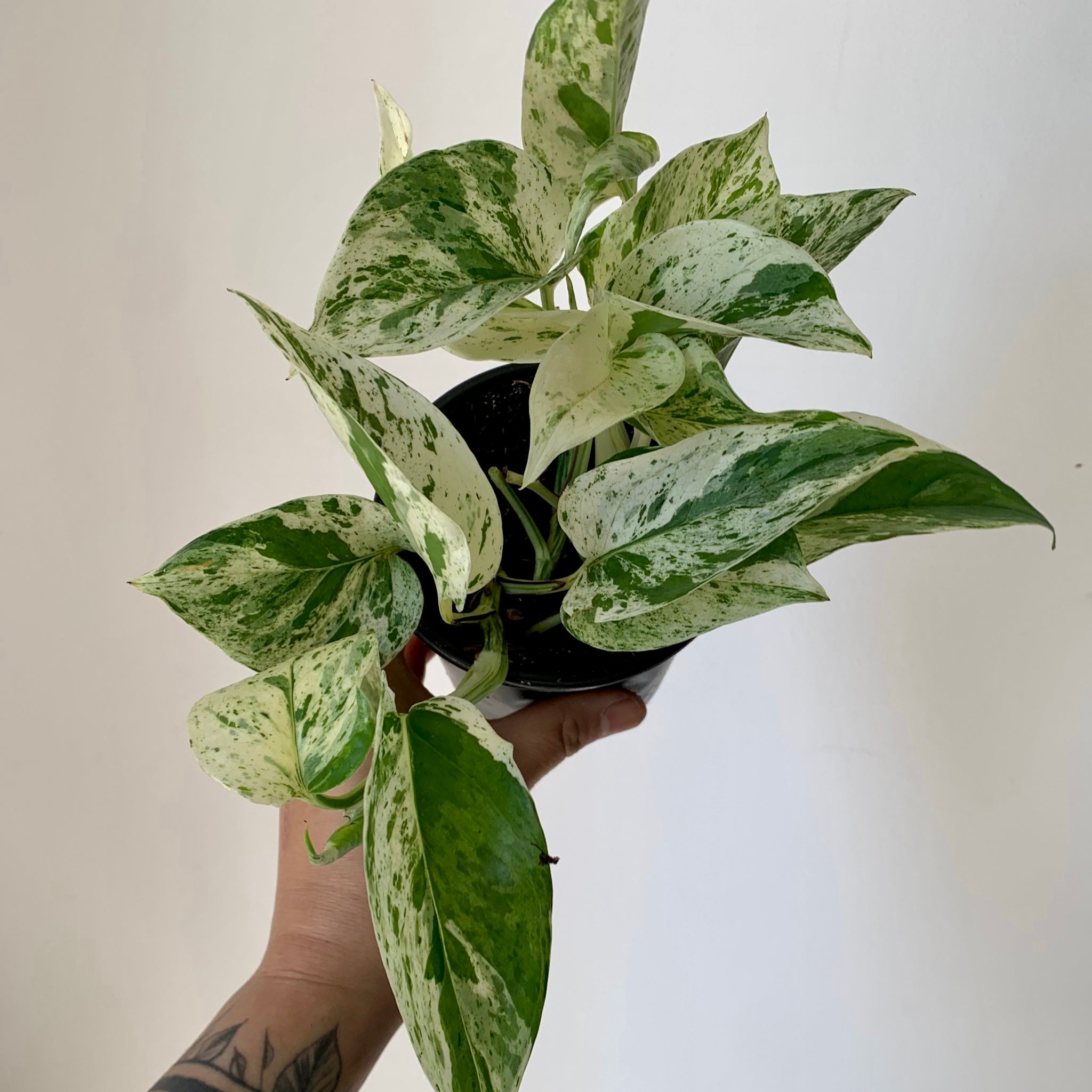 Marble Queen Pothos 4” pot