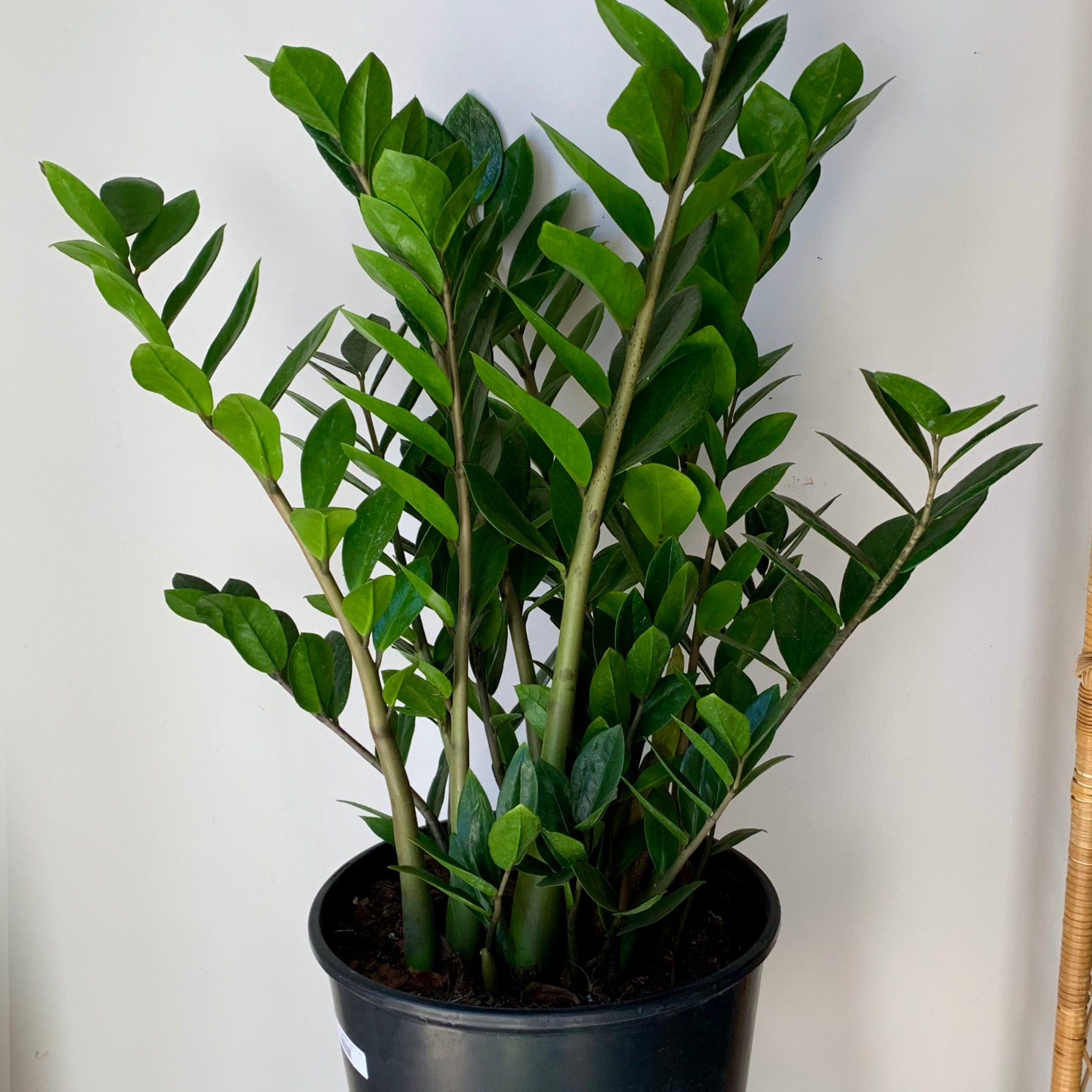 ZZ Plant (Zamioculcas Zamiifolia) approximately 2.5ft tall in 8” pot