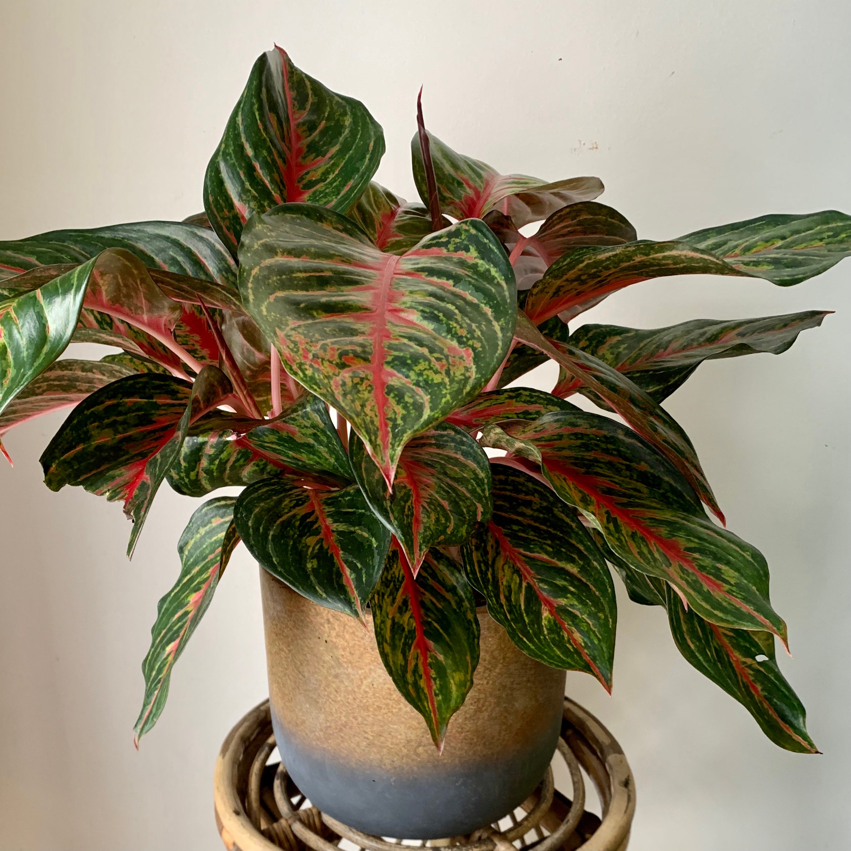 Aglaonema “Garnet Coltrane” approximately 8"  pot