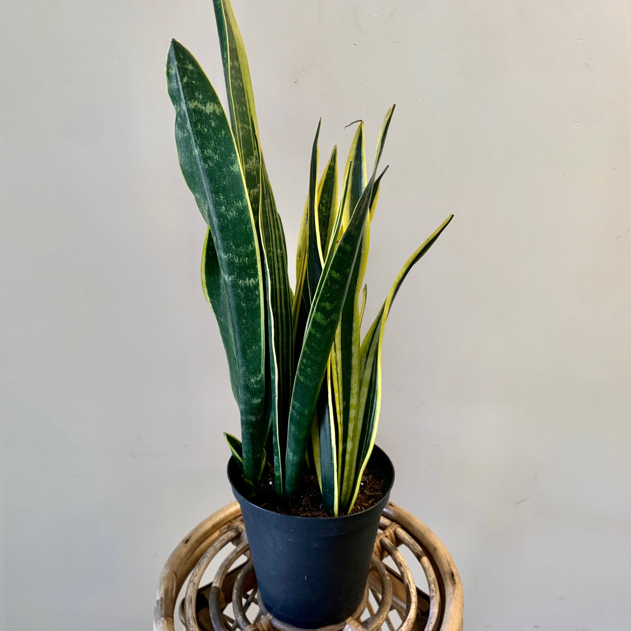 Sansevieria “Black Gold” 6” pot