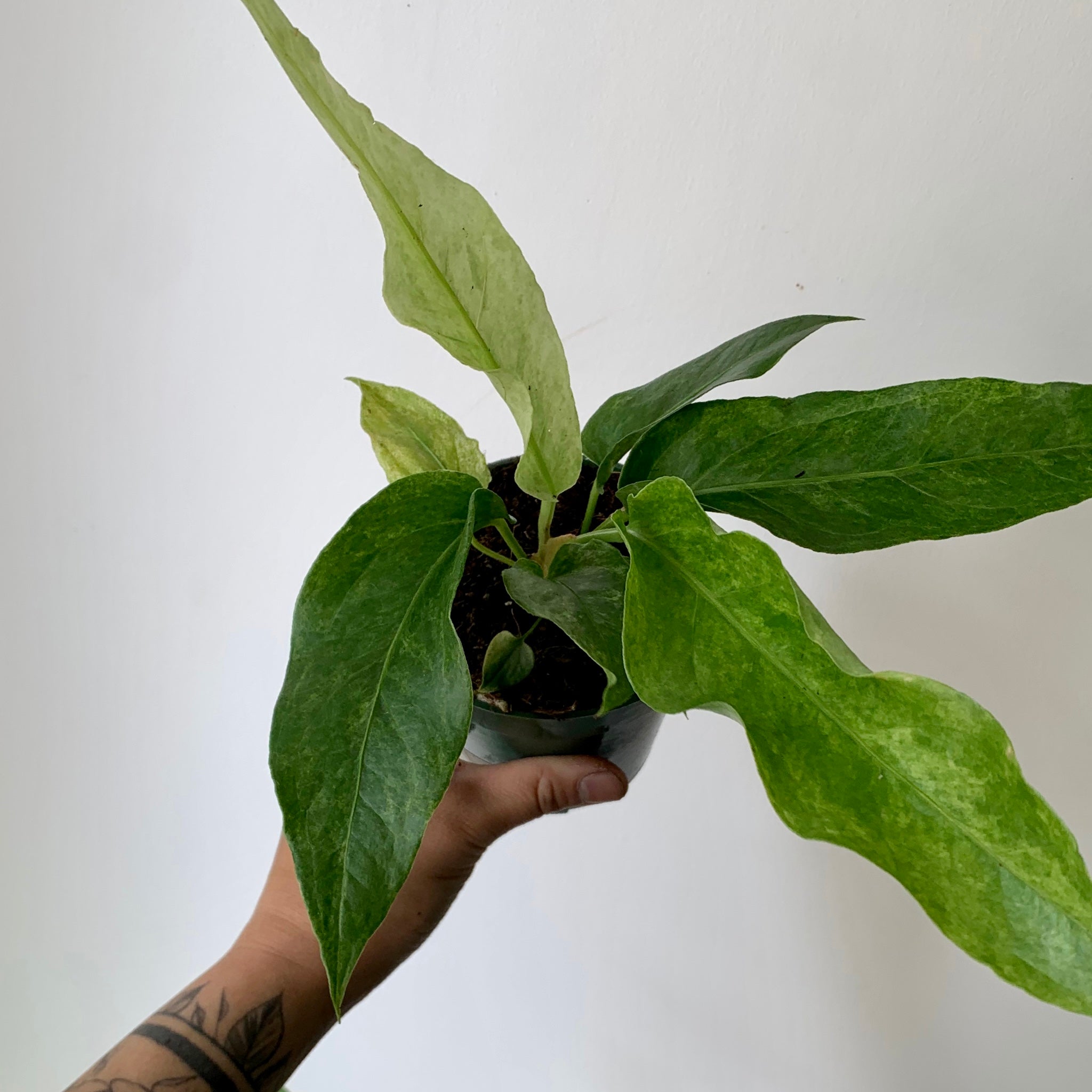 Variegated Birdnest Anthurium (Hookeri) 3.5”pot