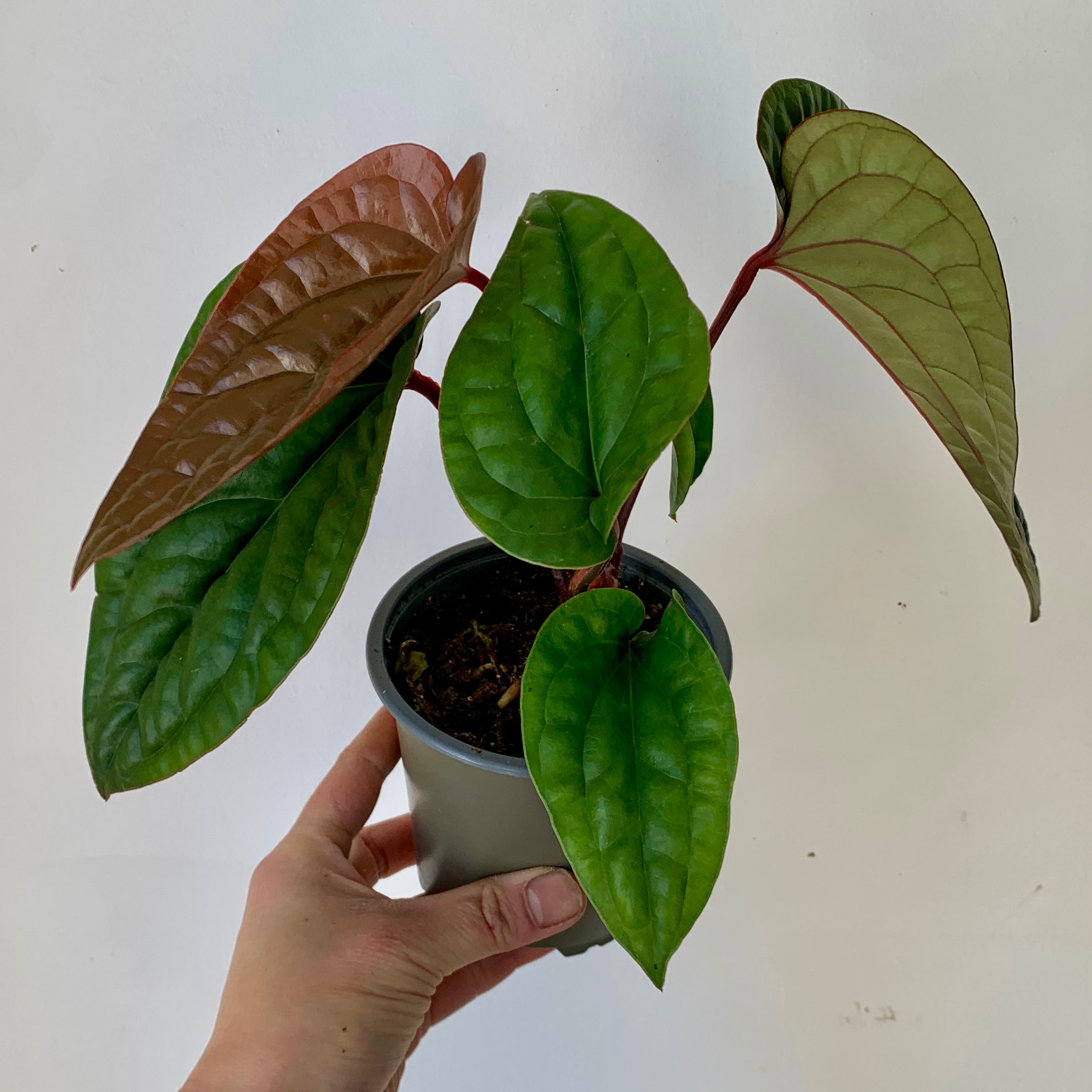 Anthurium Luxurians X Radicans (Hybrid) 4”pot