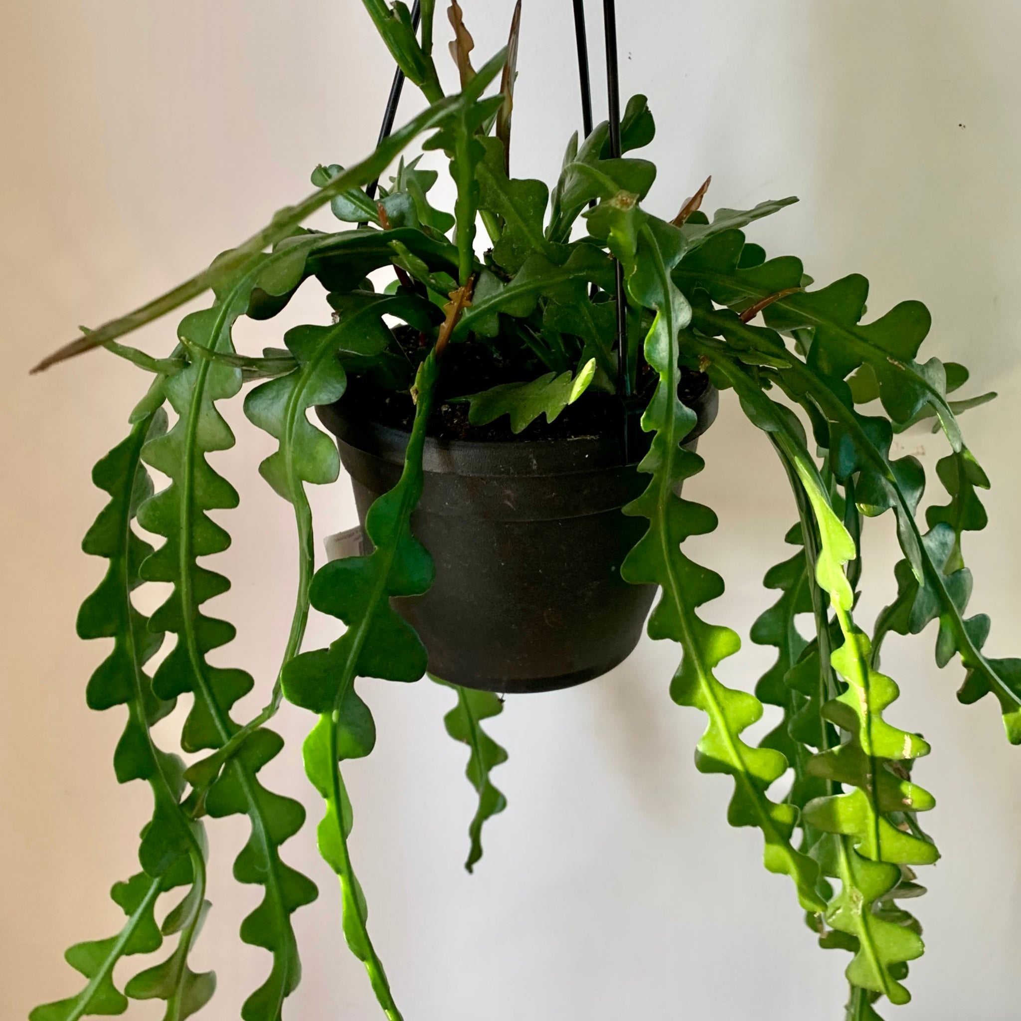 Fishbone Cactus (Epiphyllum anguliger) 8”hanging basket