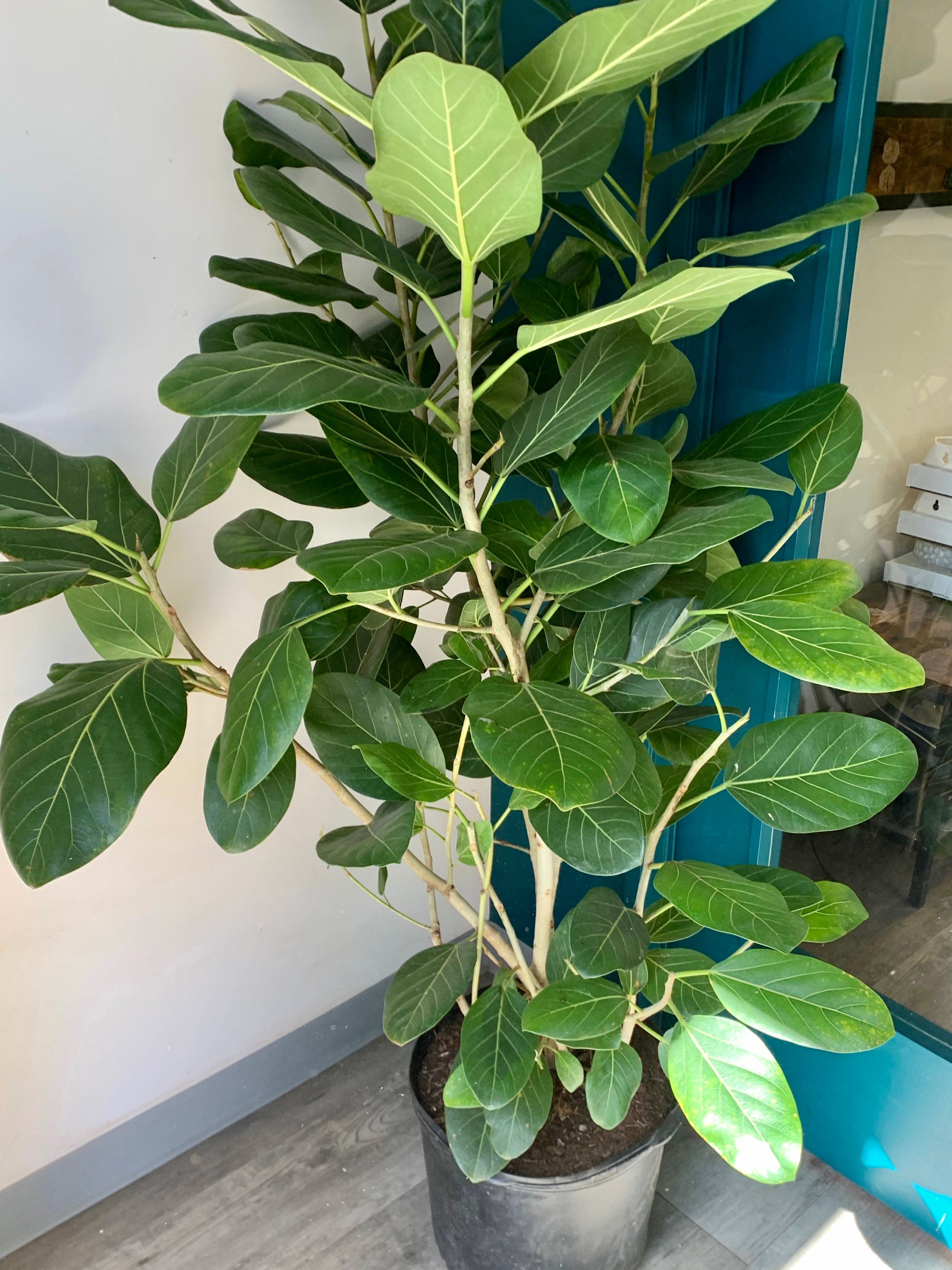 Ficus benghalensis “Audrey” Bush ( approximately 6ft tall) 14" pot
