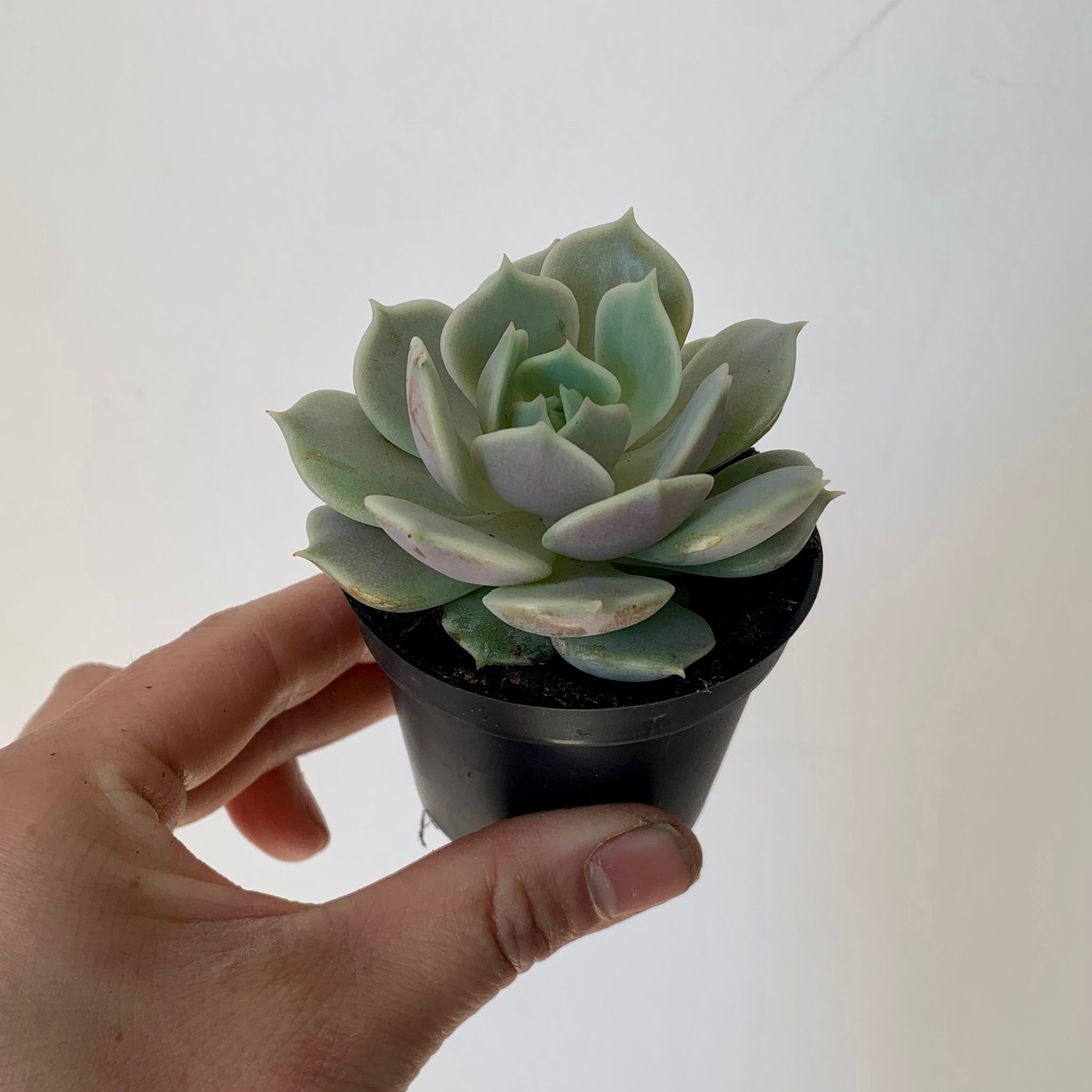 Echeveria elegans "Lola" 2.5" pot