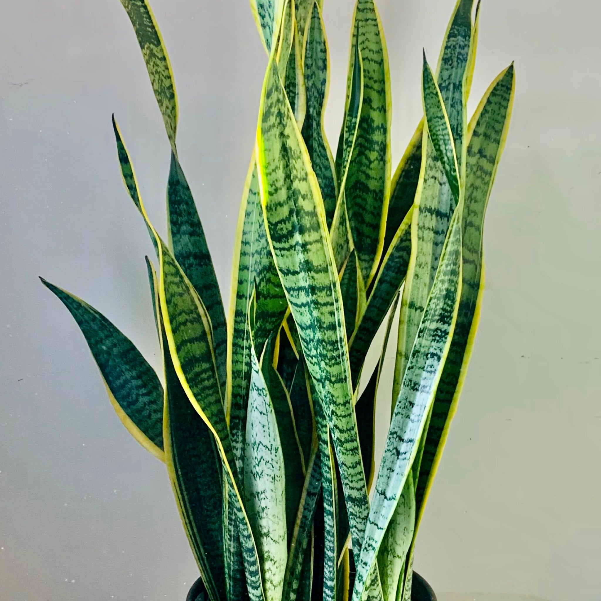Sansevieria Laurentii approximately 3ft ft tall in 10”pot
