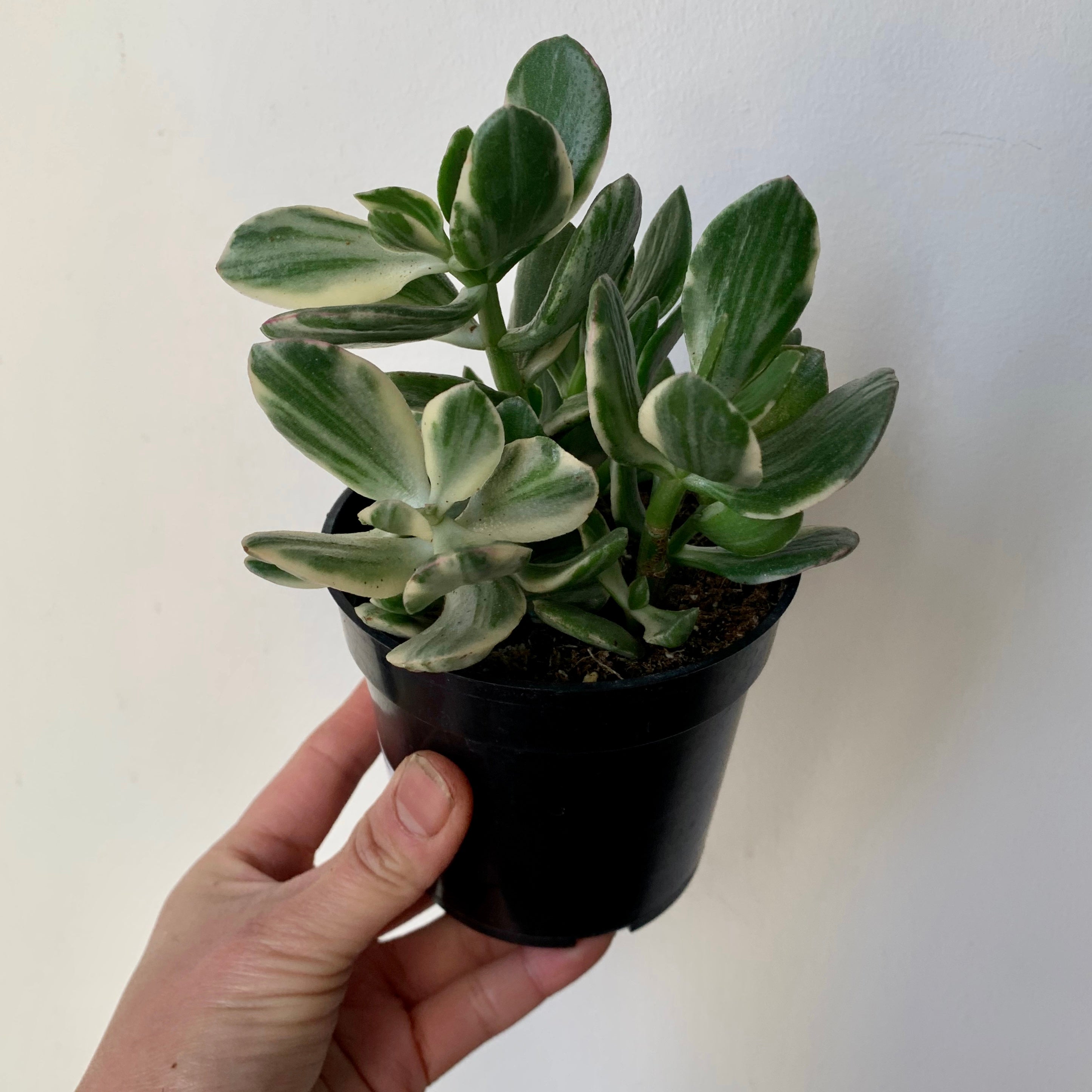 Variegated Jade Succulent  (Crassula Ovata Tricolour) 3.5”pot