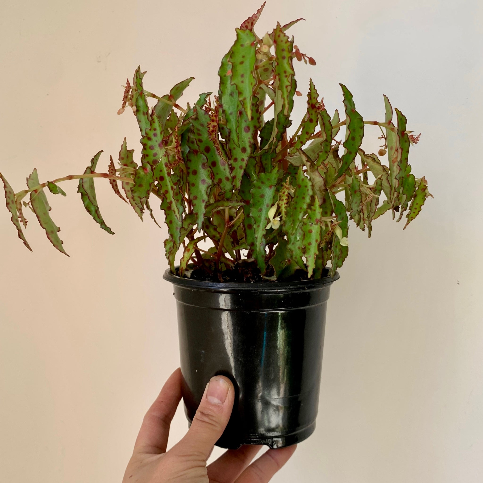 Begonia Amphioxus  4” pot