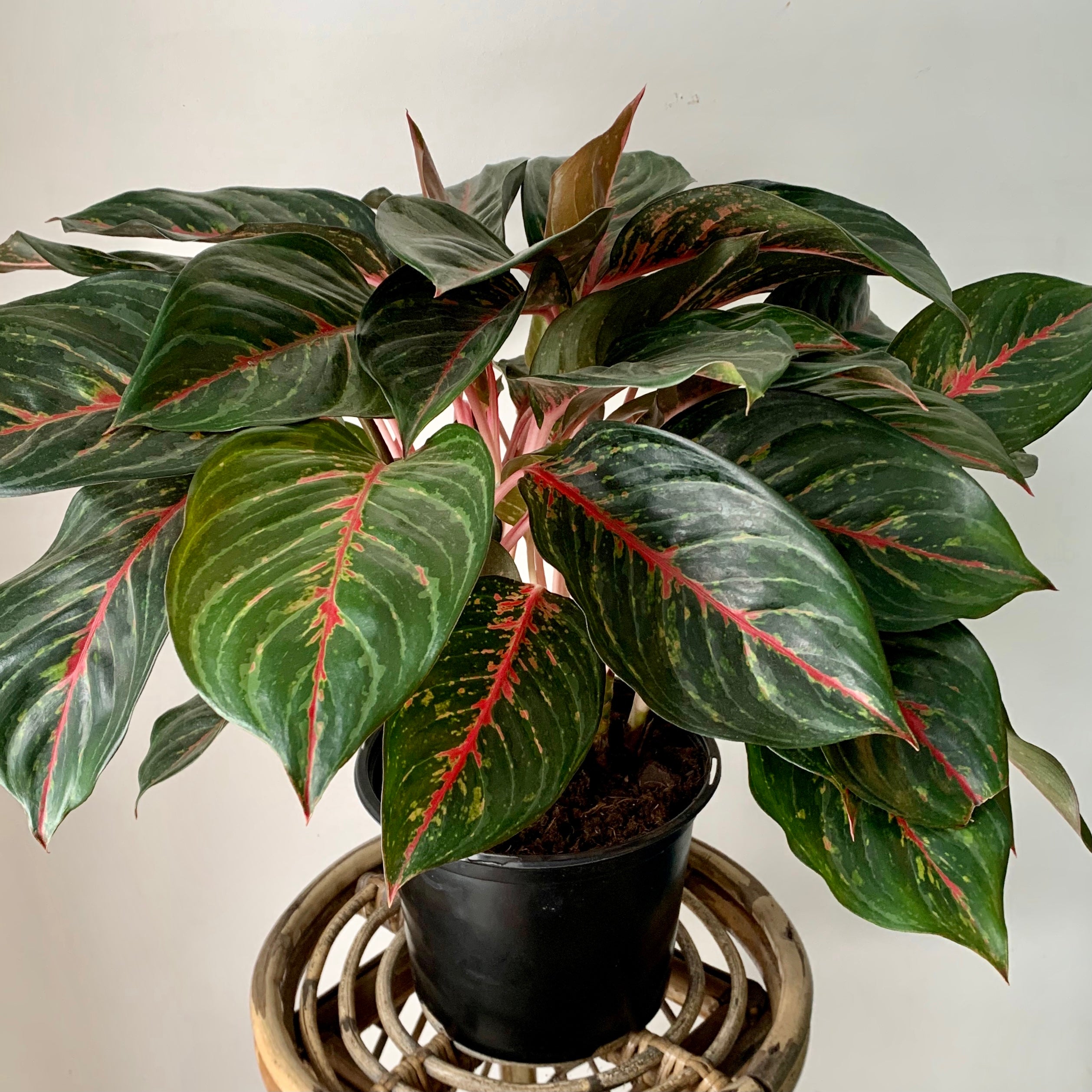 Aglaonema “Garnet Coltrane” approximately 8"  pot