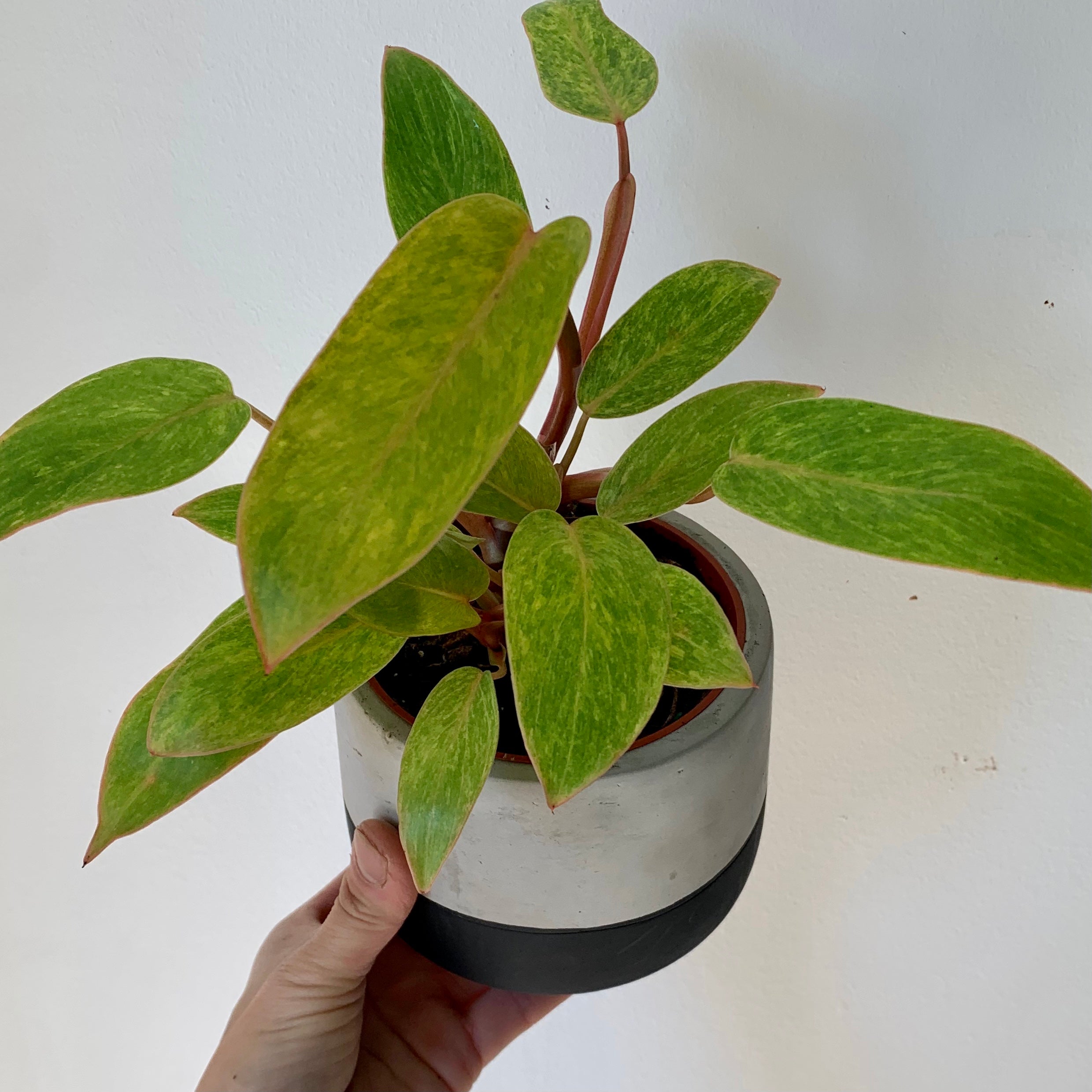 Philodendron "Painted Lady" 3.5”pot