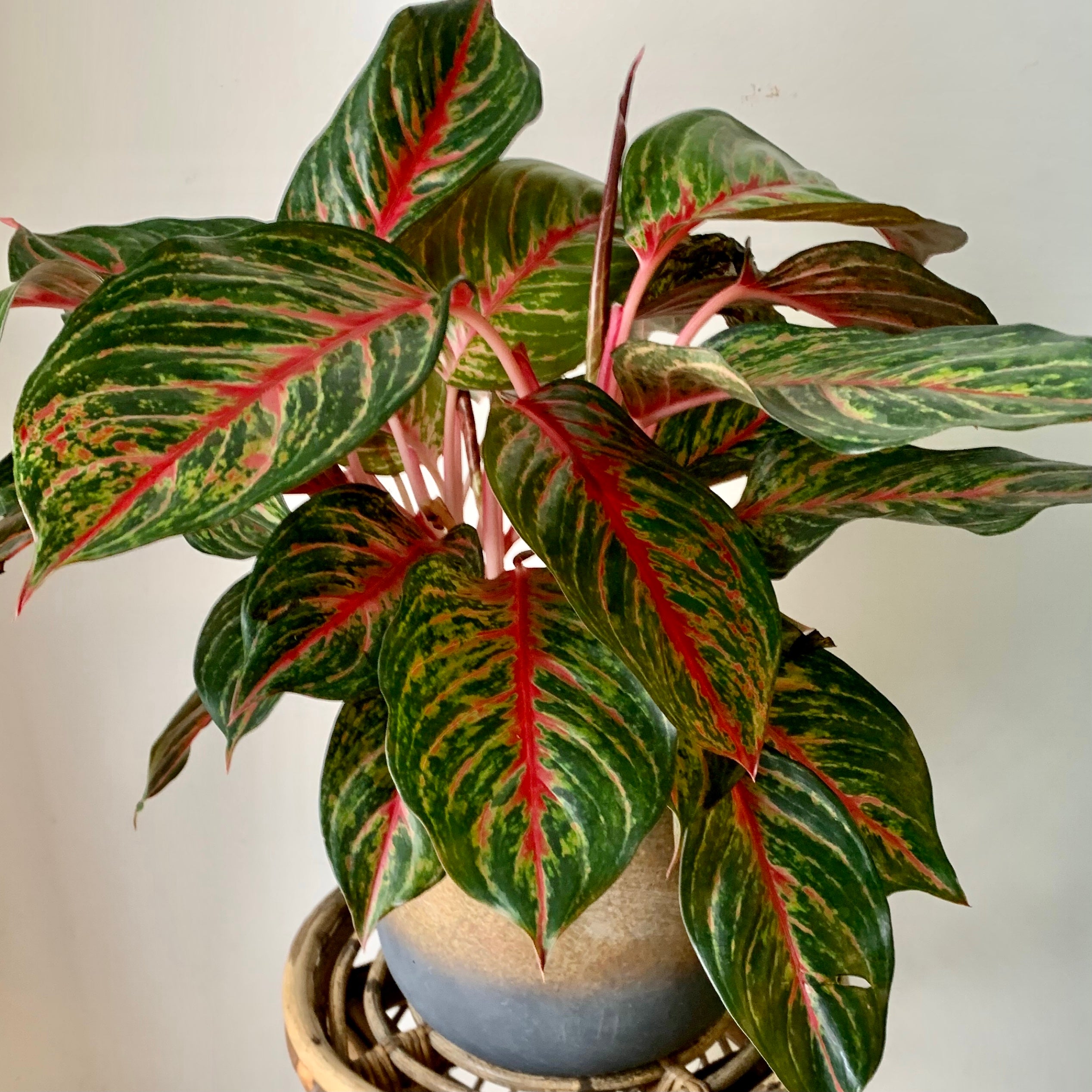 Aglaonema “Garnet Coltrane” approximately 8"  pot