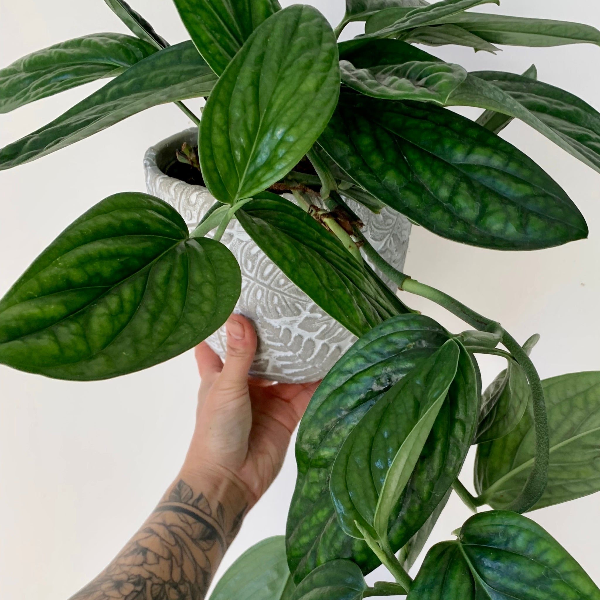 Monstera Peru ( Karstenianum)6” pot