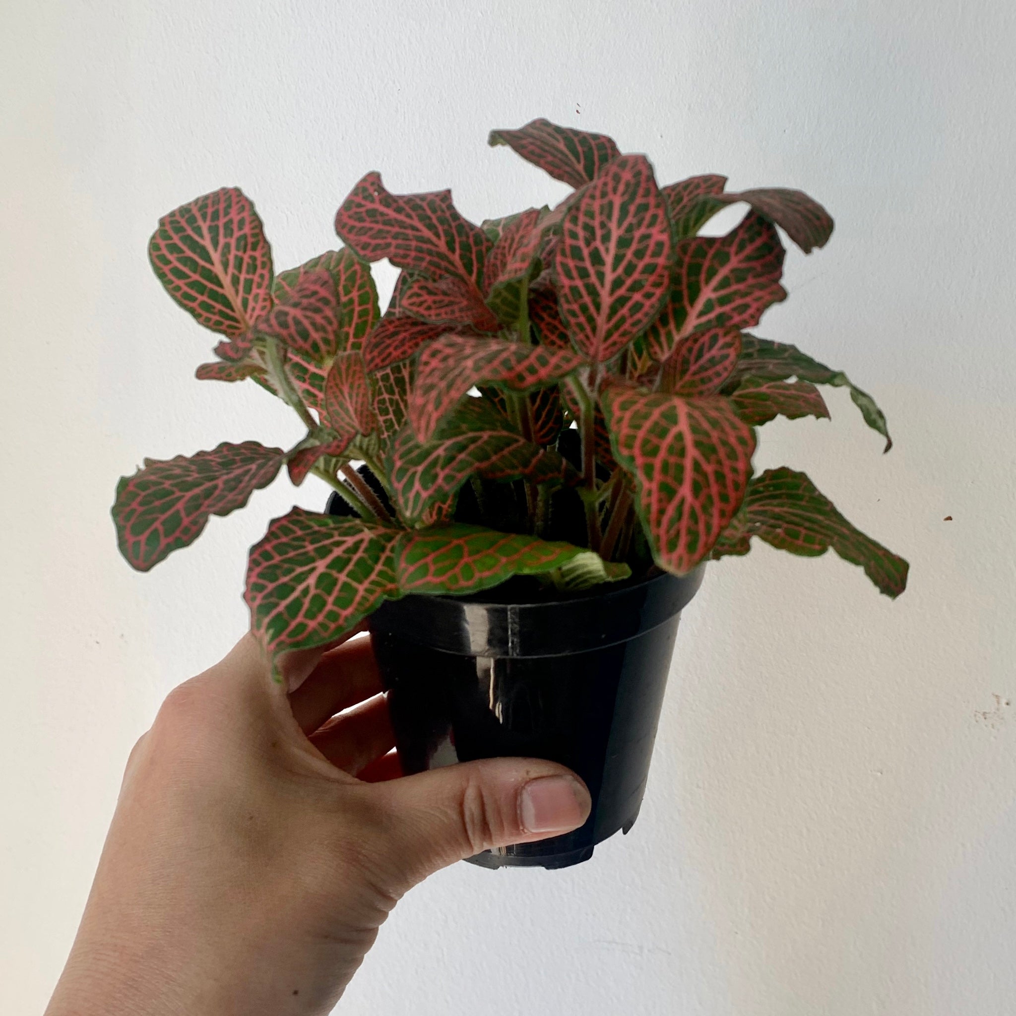 Red Nerve Plant (large leaves) 4”pot