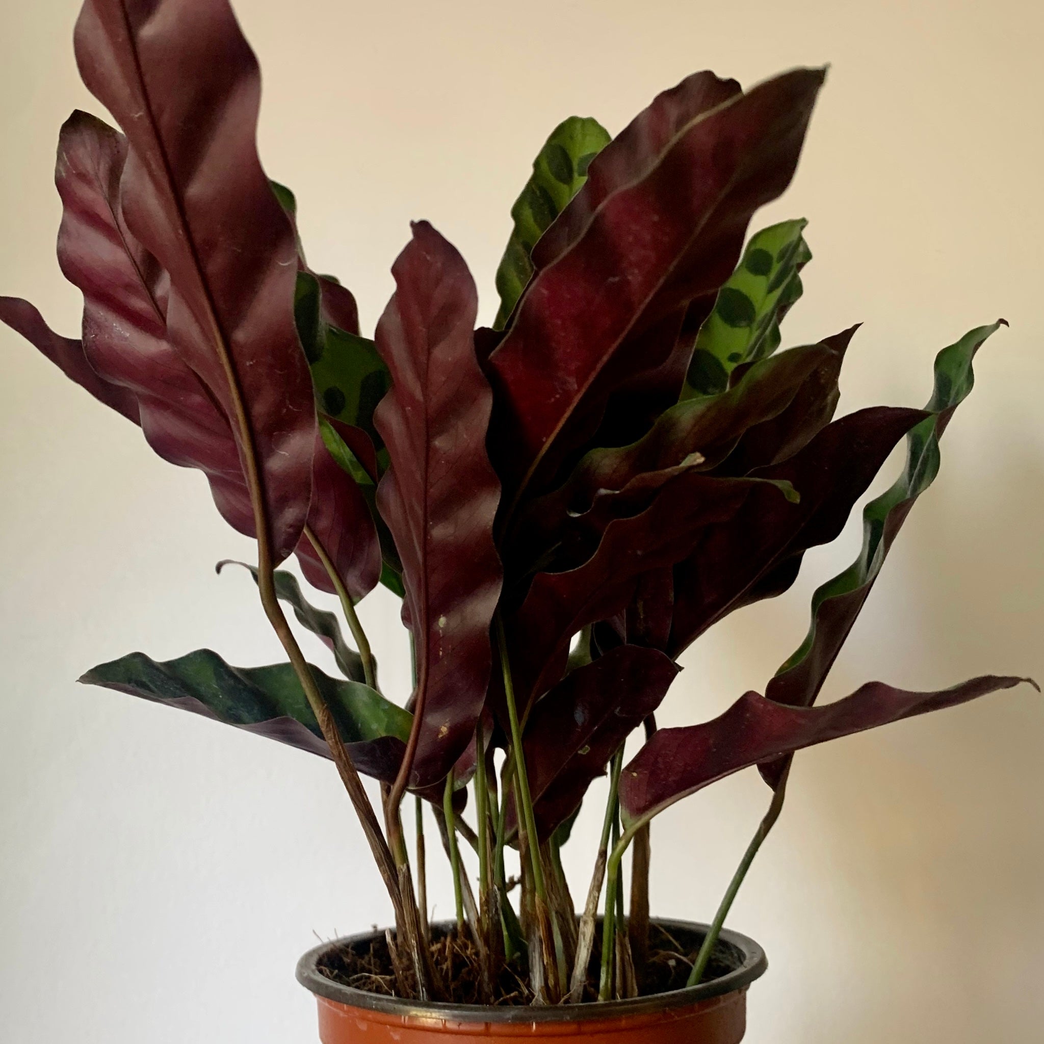 Calathea lancifolia “Rattle Snake”  4”  pot