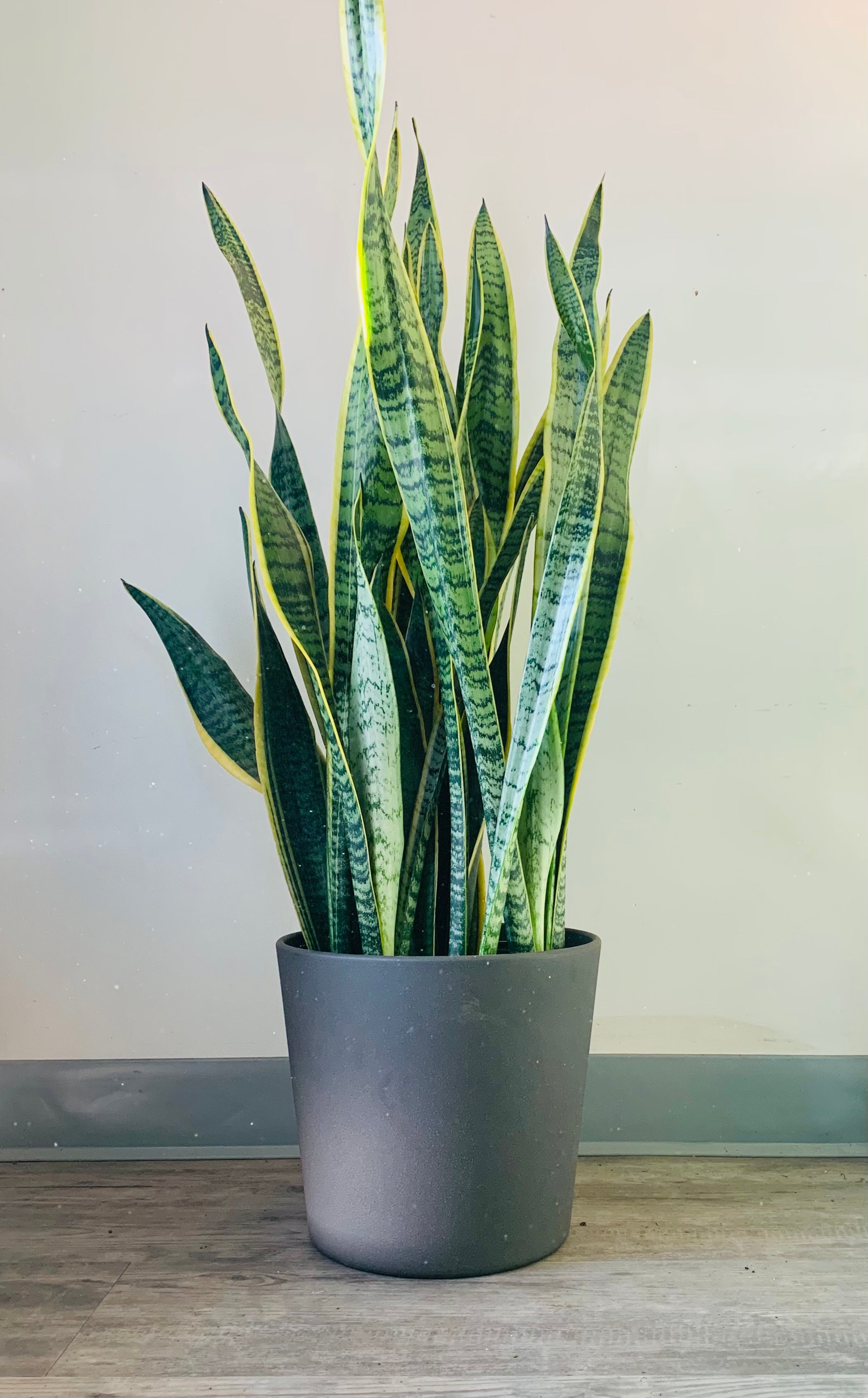 Sansevieria Laurentii approximately 3ft ft tall in 10”pot