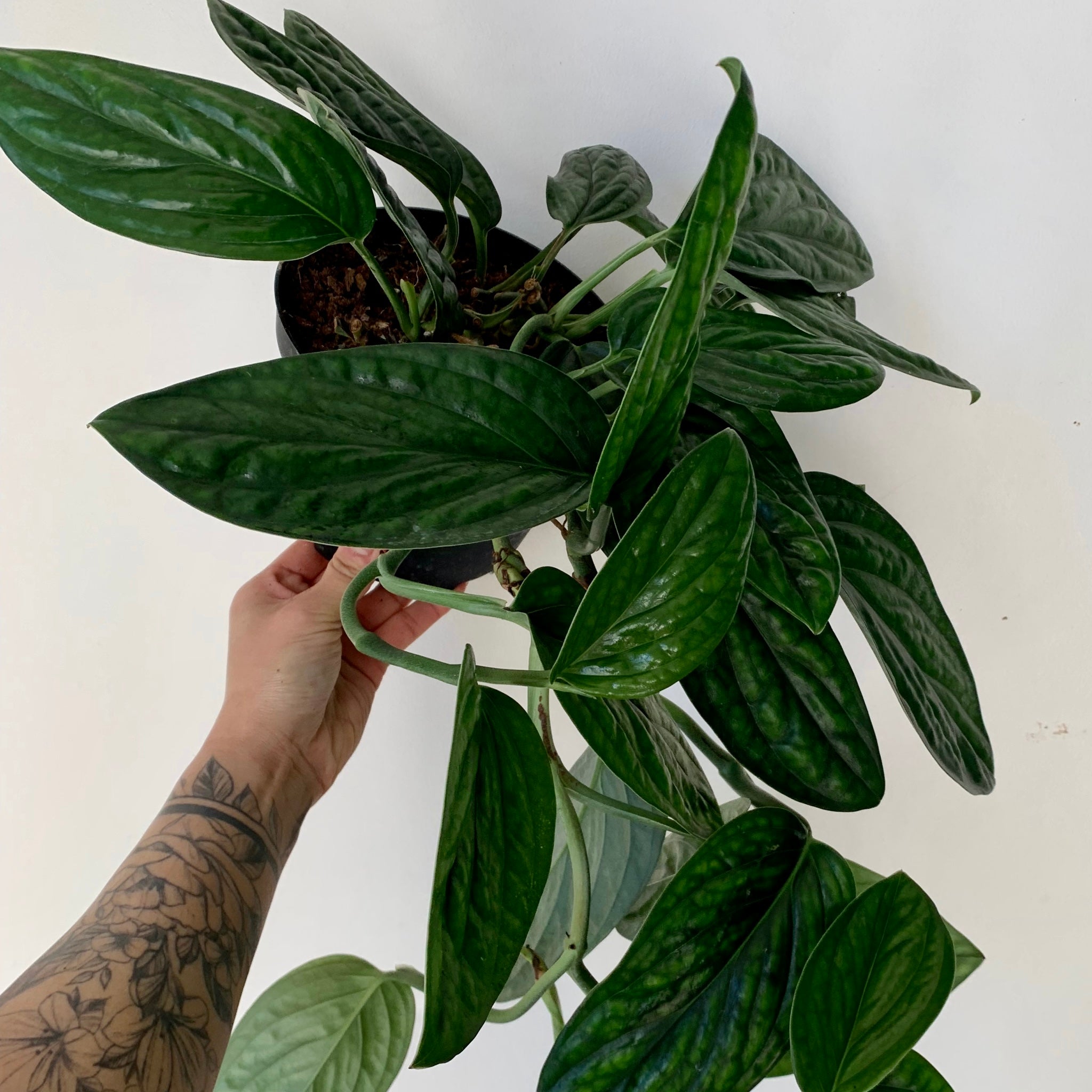 Monstera Peru ( Karstenianum)6” pot