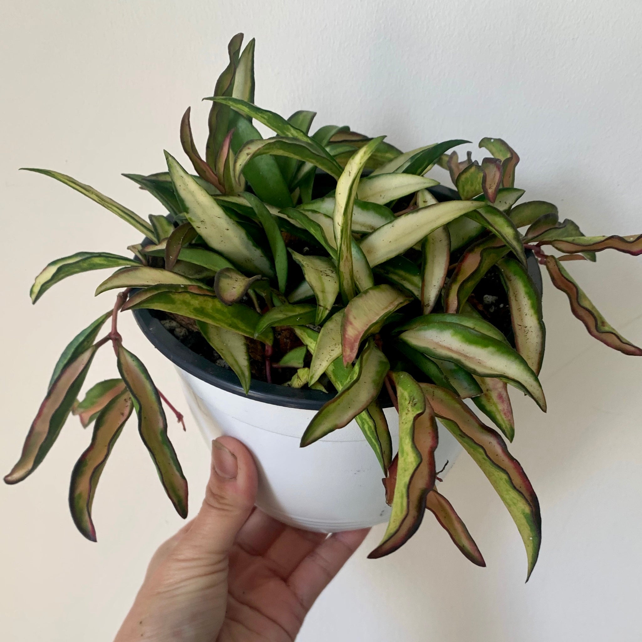 Hoya Wayetii Variegata 6” hanging basket