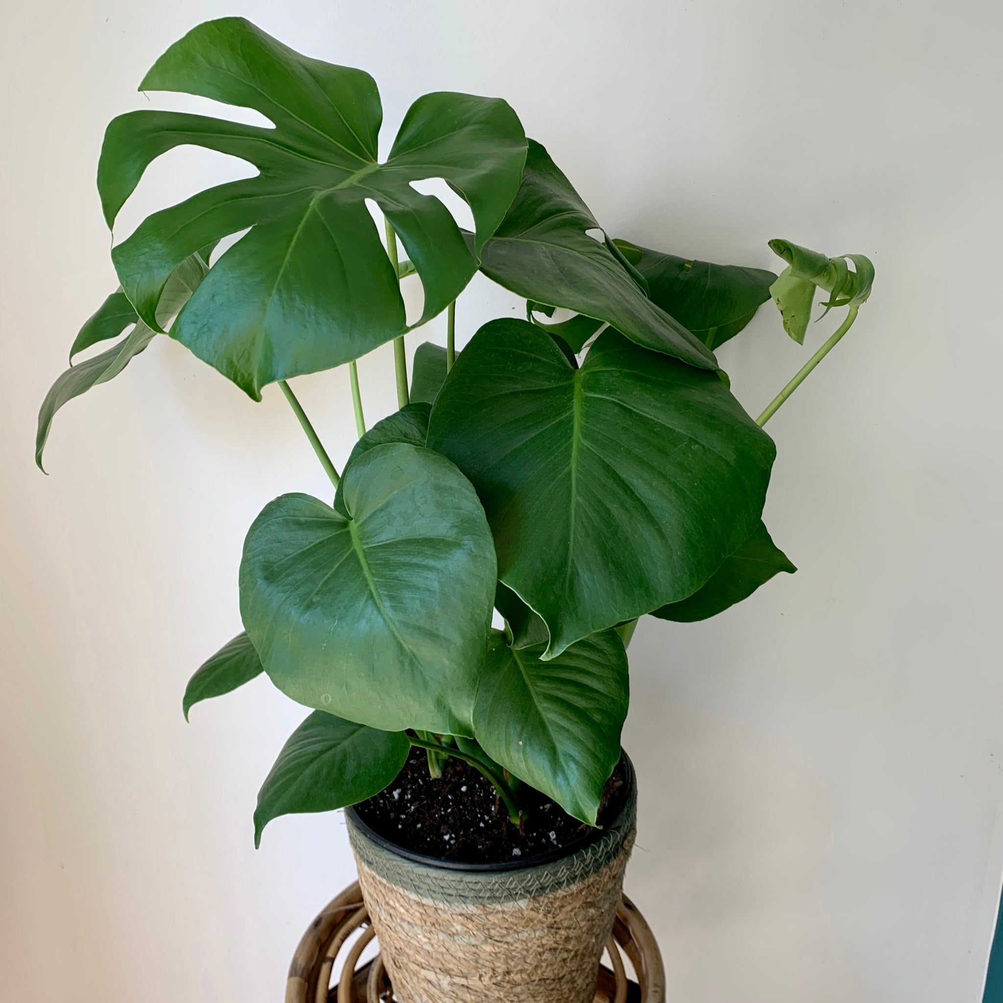 Monstera deliciosa in 6”pot