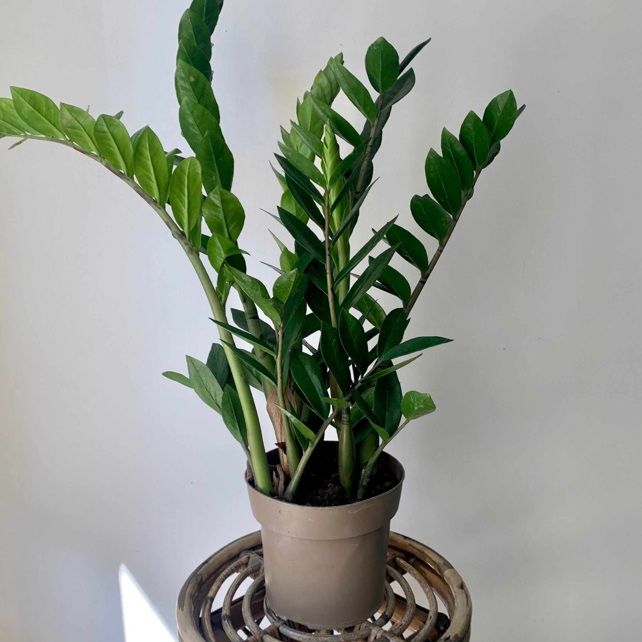 ZZ Plant (Zamioculcas Zamiifolia)  6”pot