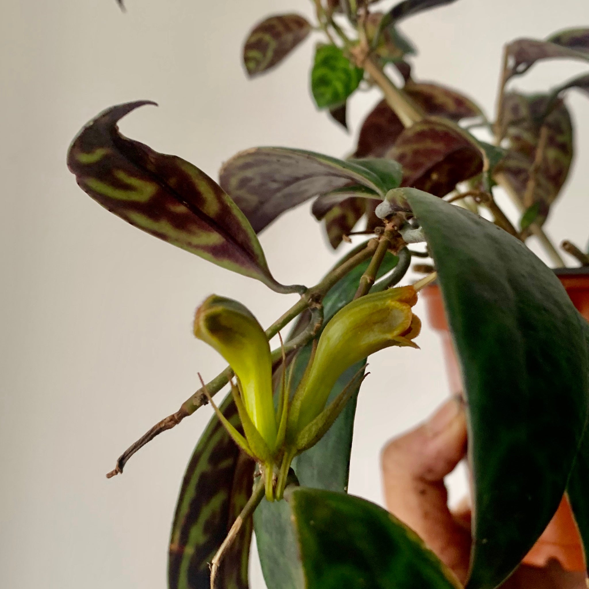 Black Pagoda Lipstick Vine (Aeschynanthus Longicaulis) 8" hanging basket