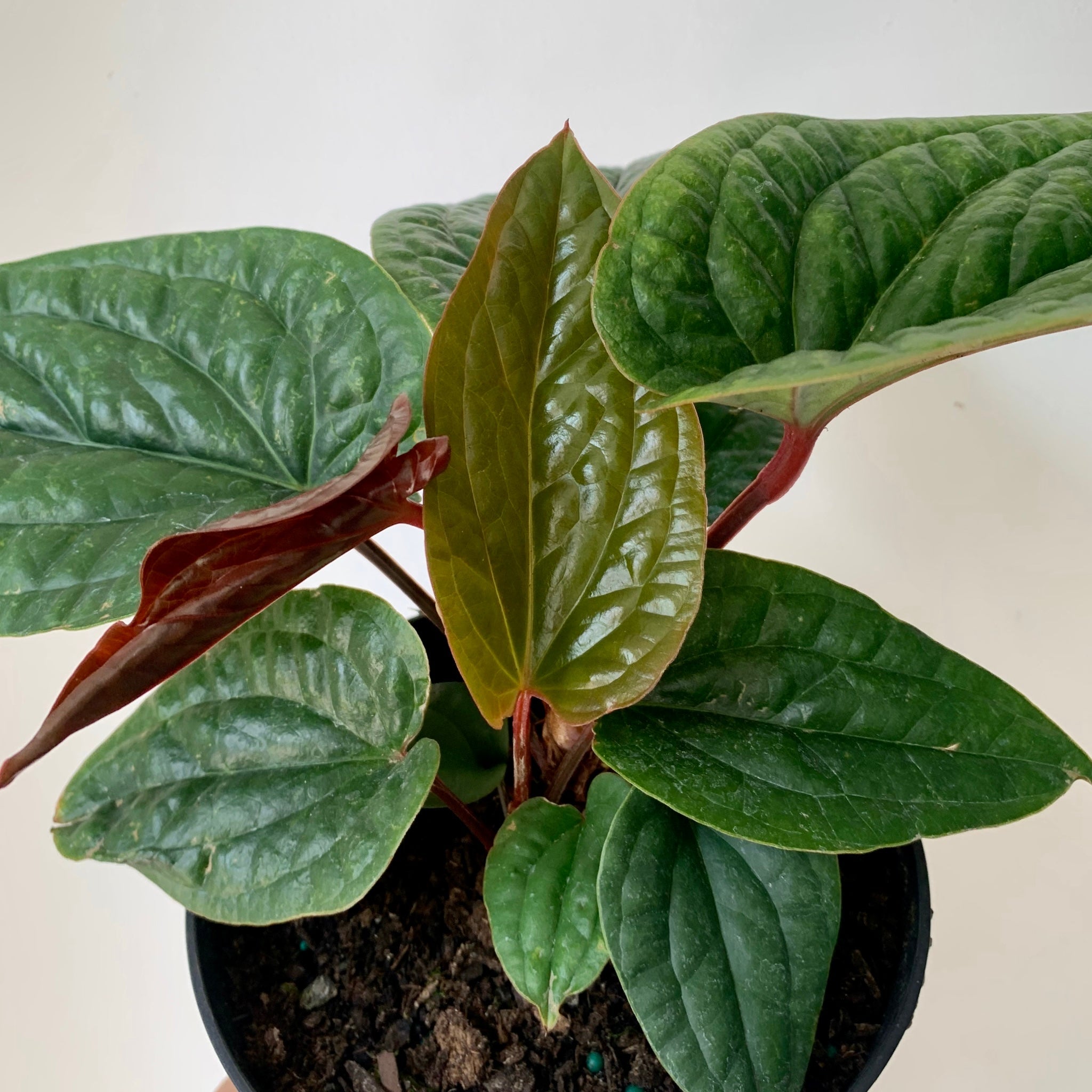 Anthurium Luxurians X Radicans (Hybrid) 4”pot