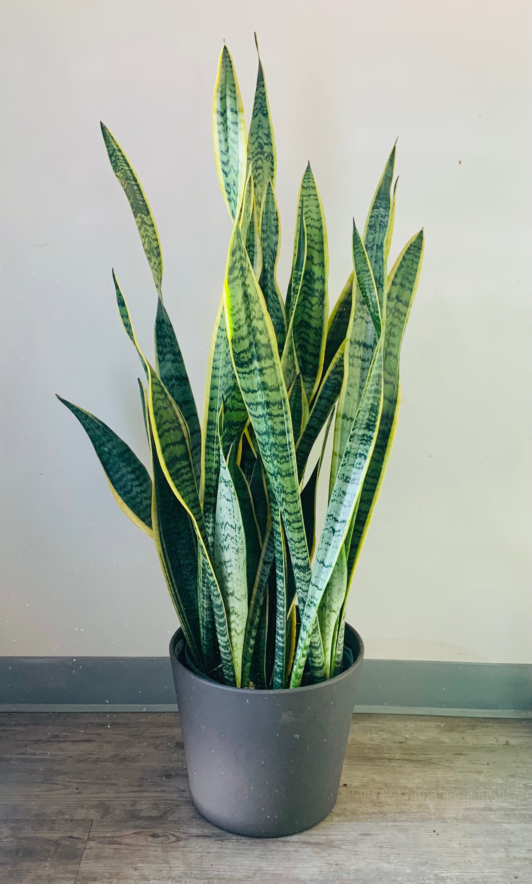 Sansevieria Laurentii approximately 3ft ft tall in 10”pot