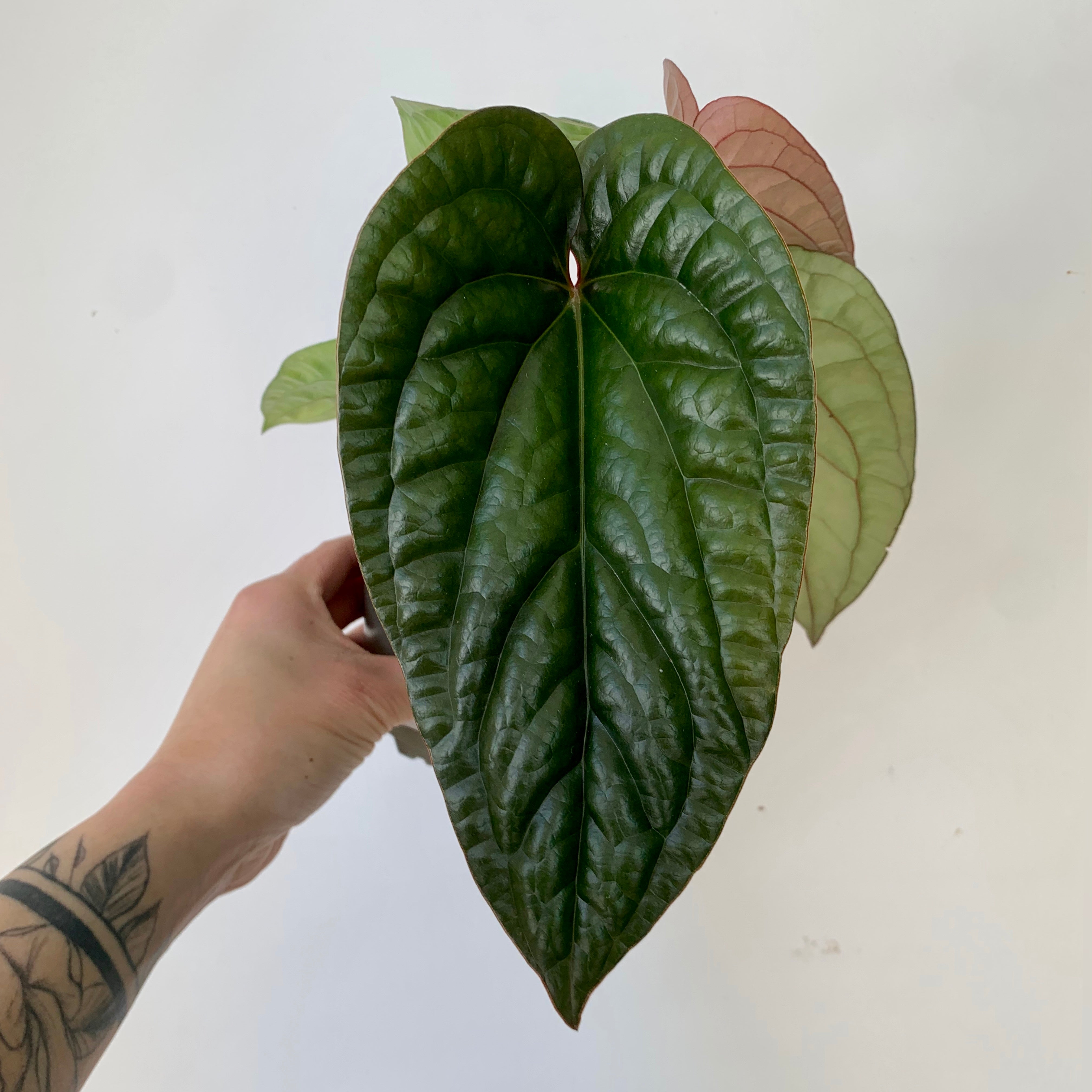 Anthurium Luxurians X Radicans (Hybrid) 4”pot