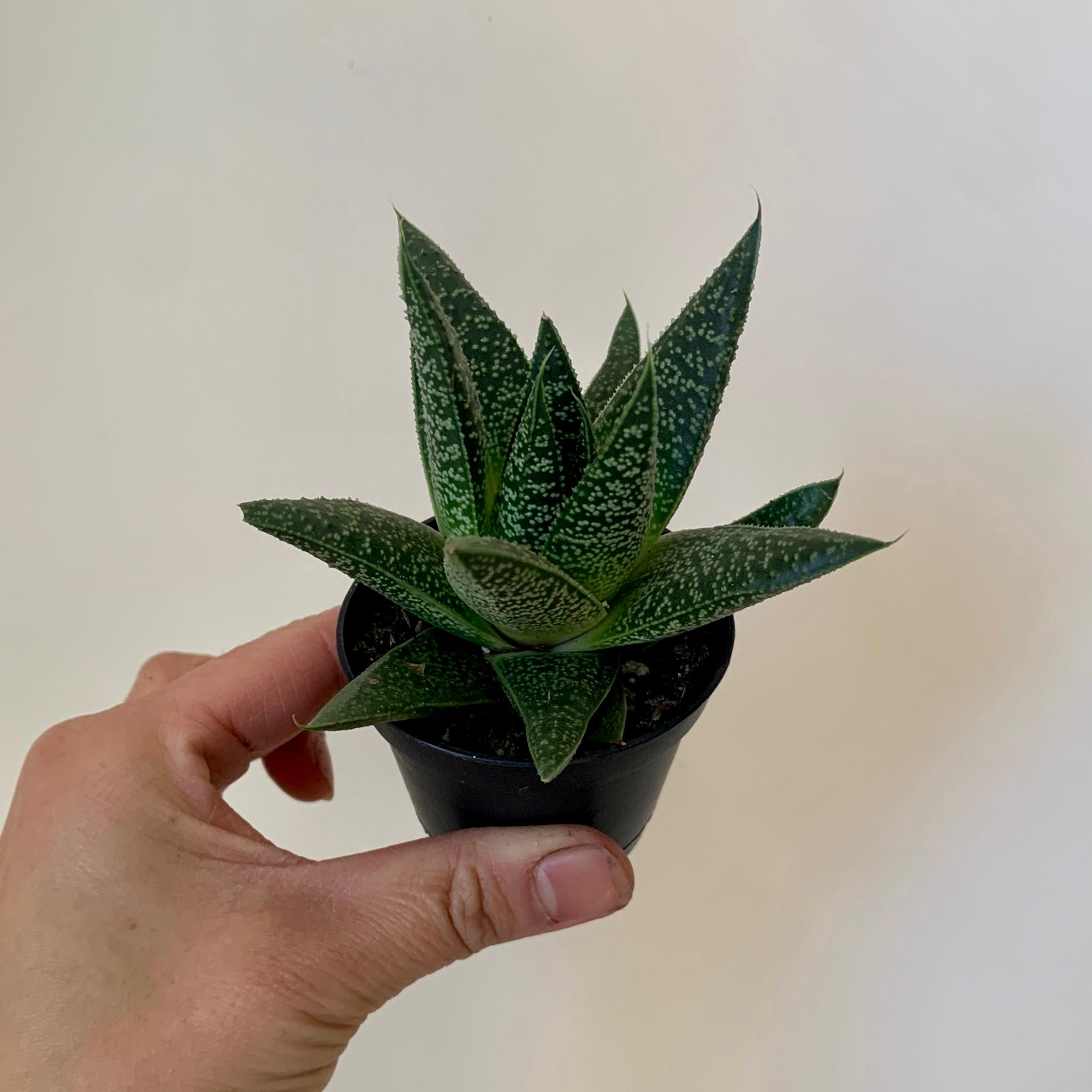 Gasteraloe “Flow” 2.5” pot