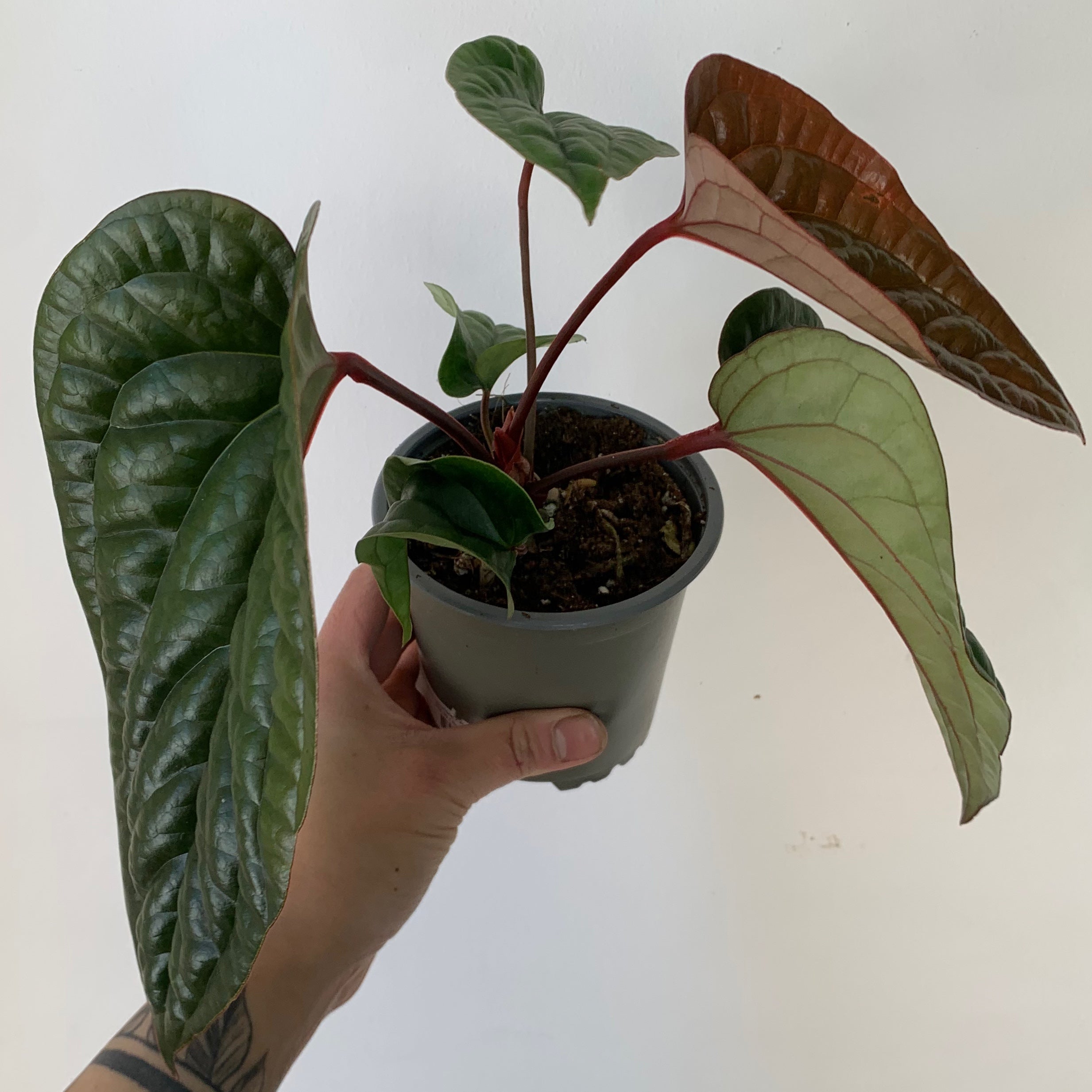 Anthurium Luxurians X Radicans (Hybrid) 4”pot