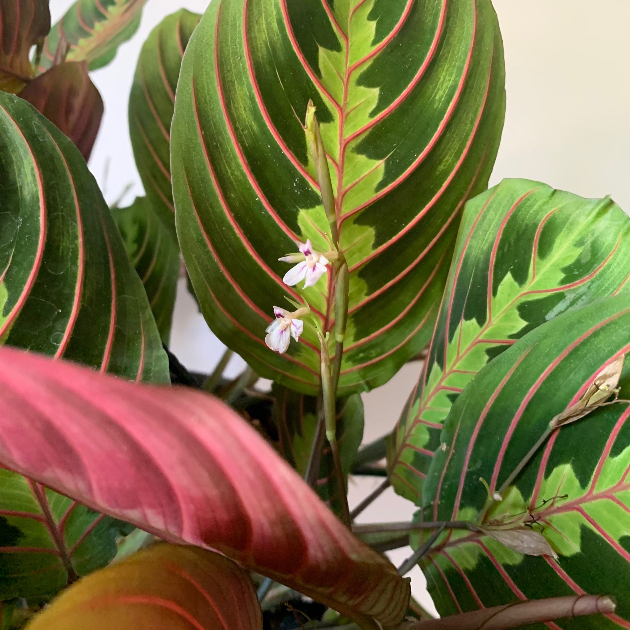 Red Prayer Plant (Maranta Leuconeura) 5” pot