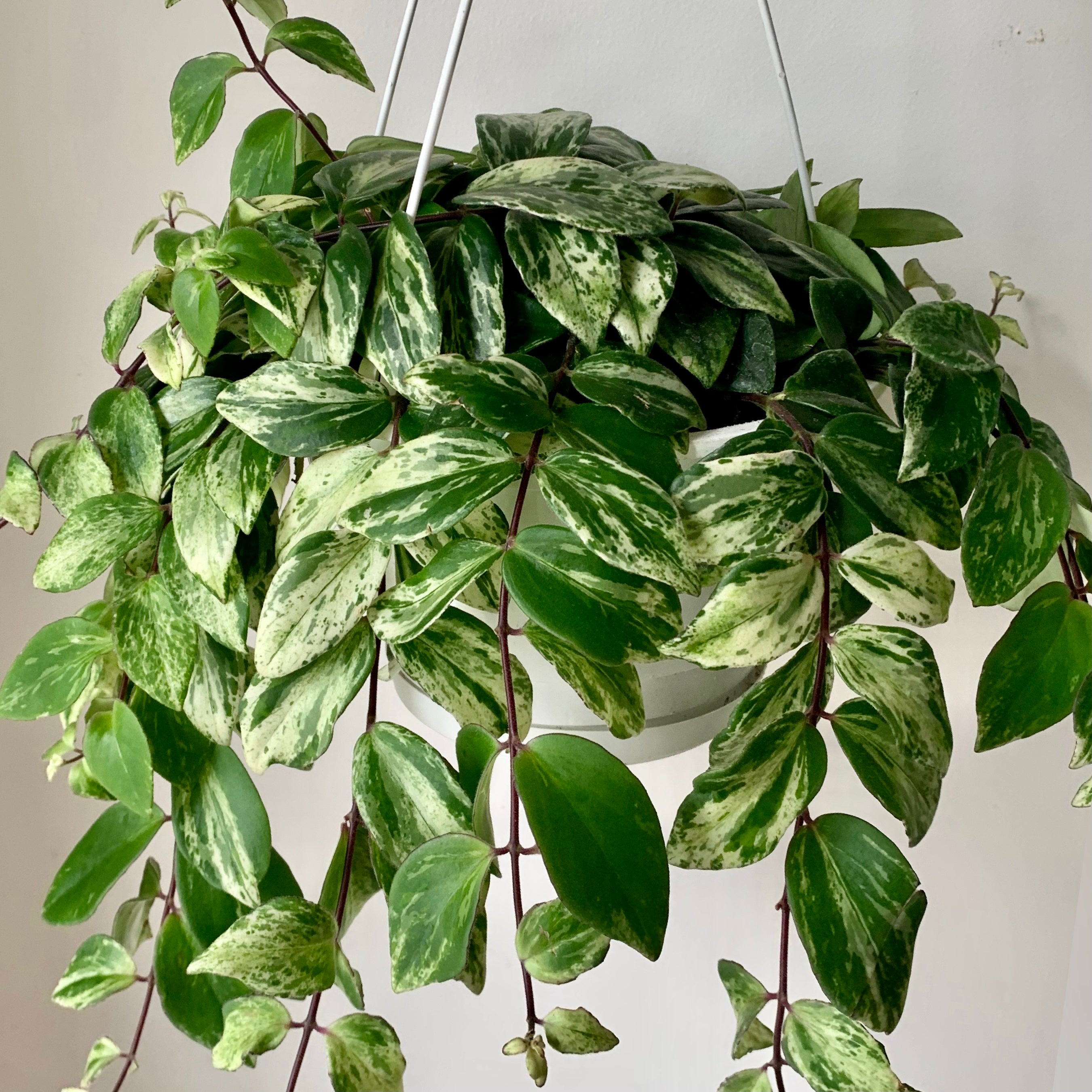 Variegated Lipstick Plant (Aeschynanthus)  8" hanging basket