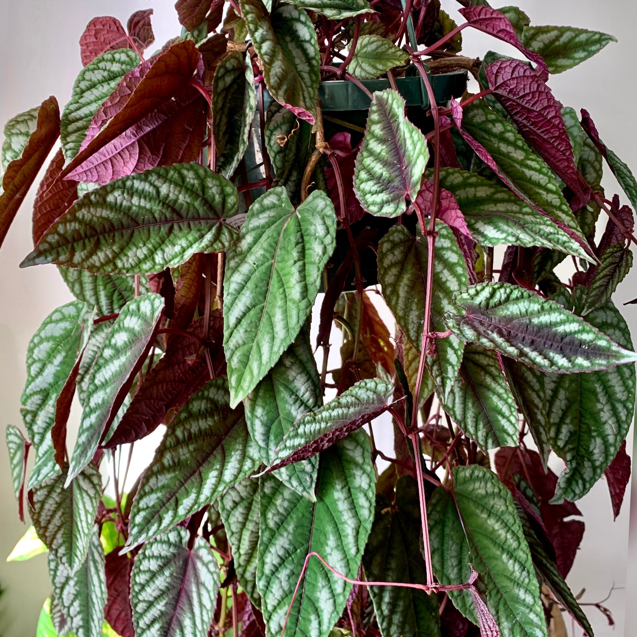 Rex Begonia vine  (Cissus Discolour) 8” hanging basket