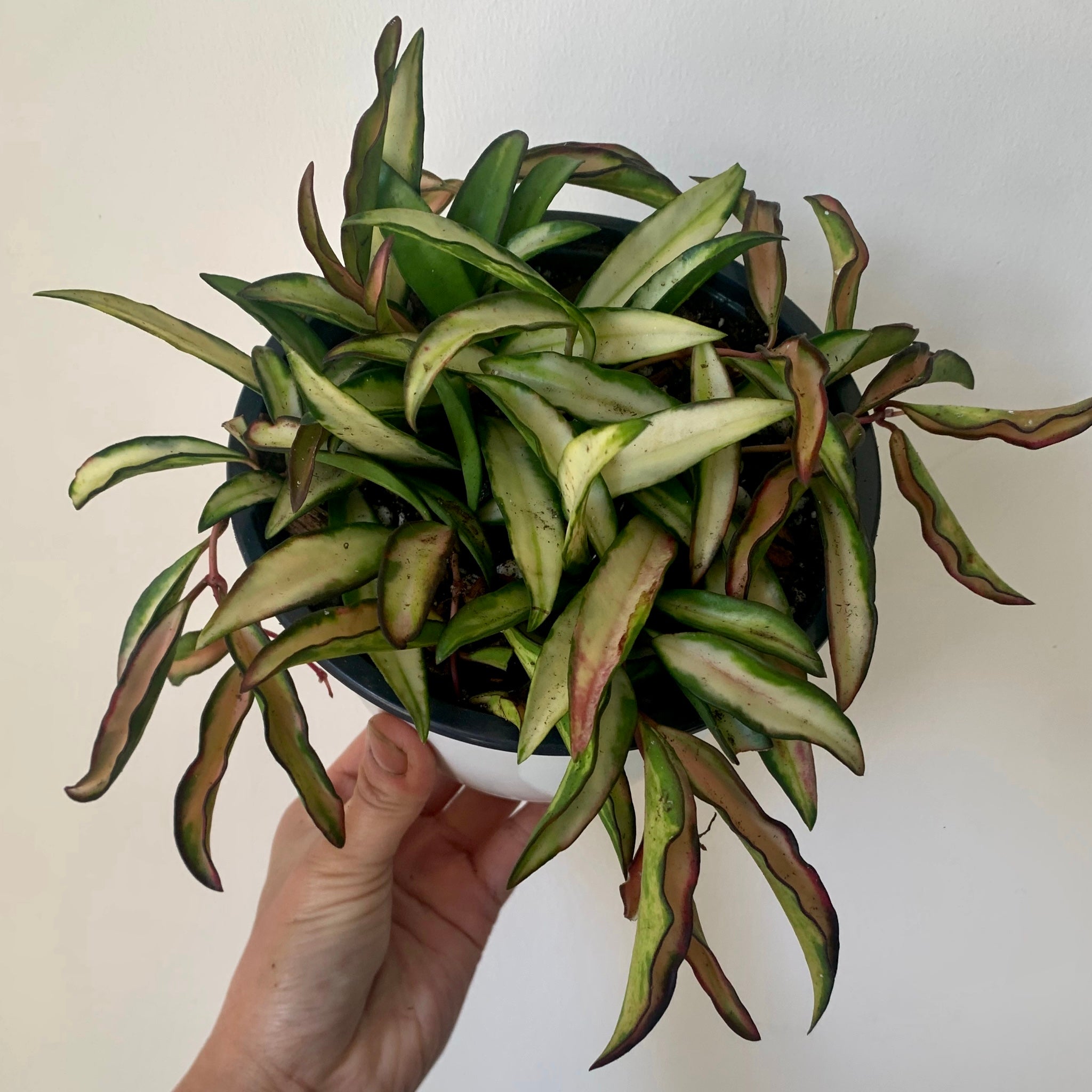 Hoya Wayetii Variegata 6” hanging basket